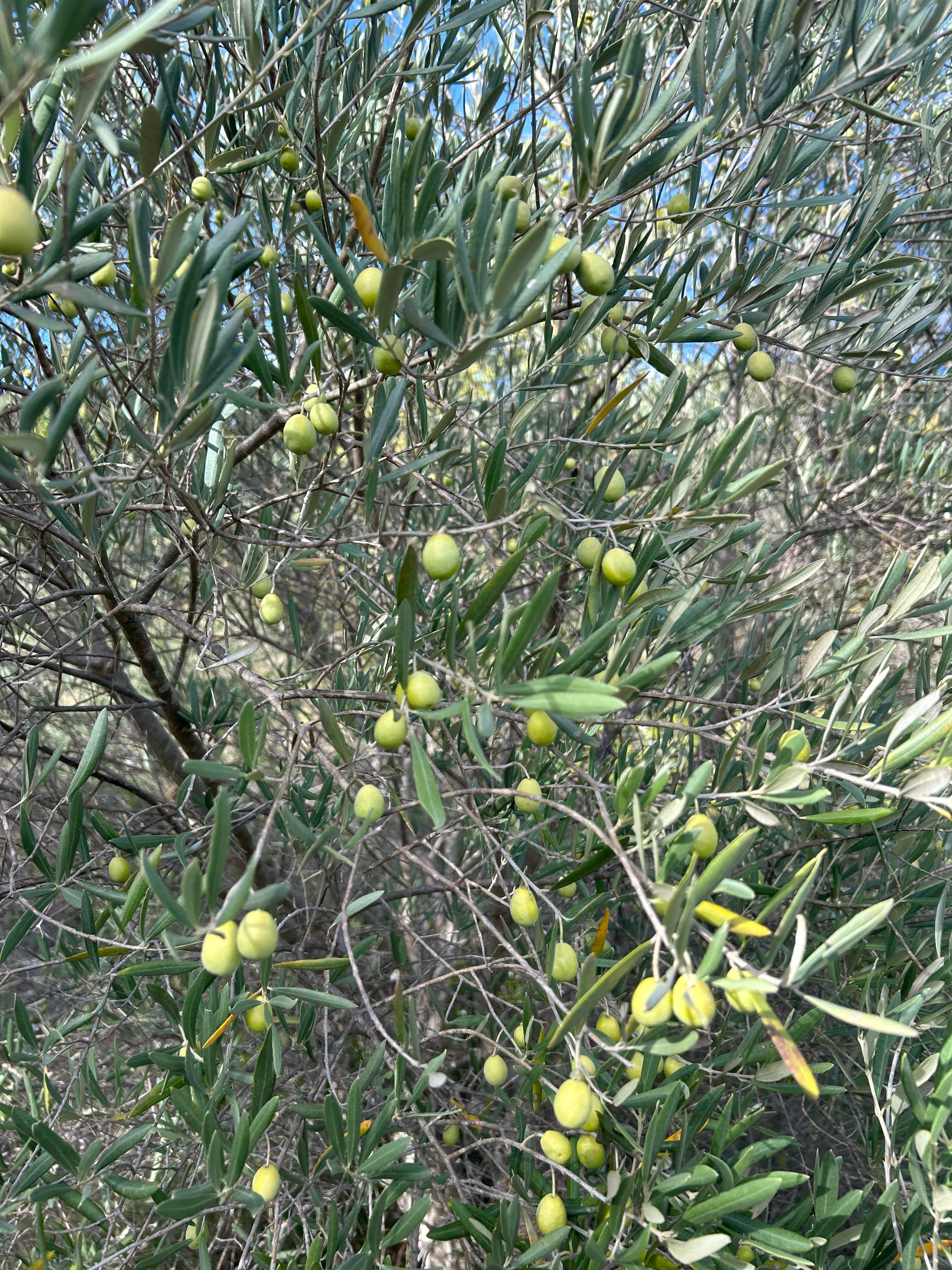 Terres agricoles - 0.3 ha - Rians - Image 7