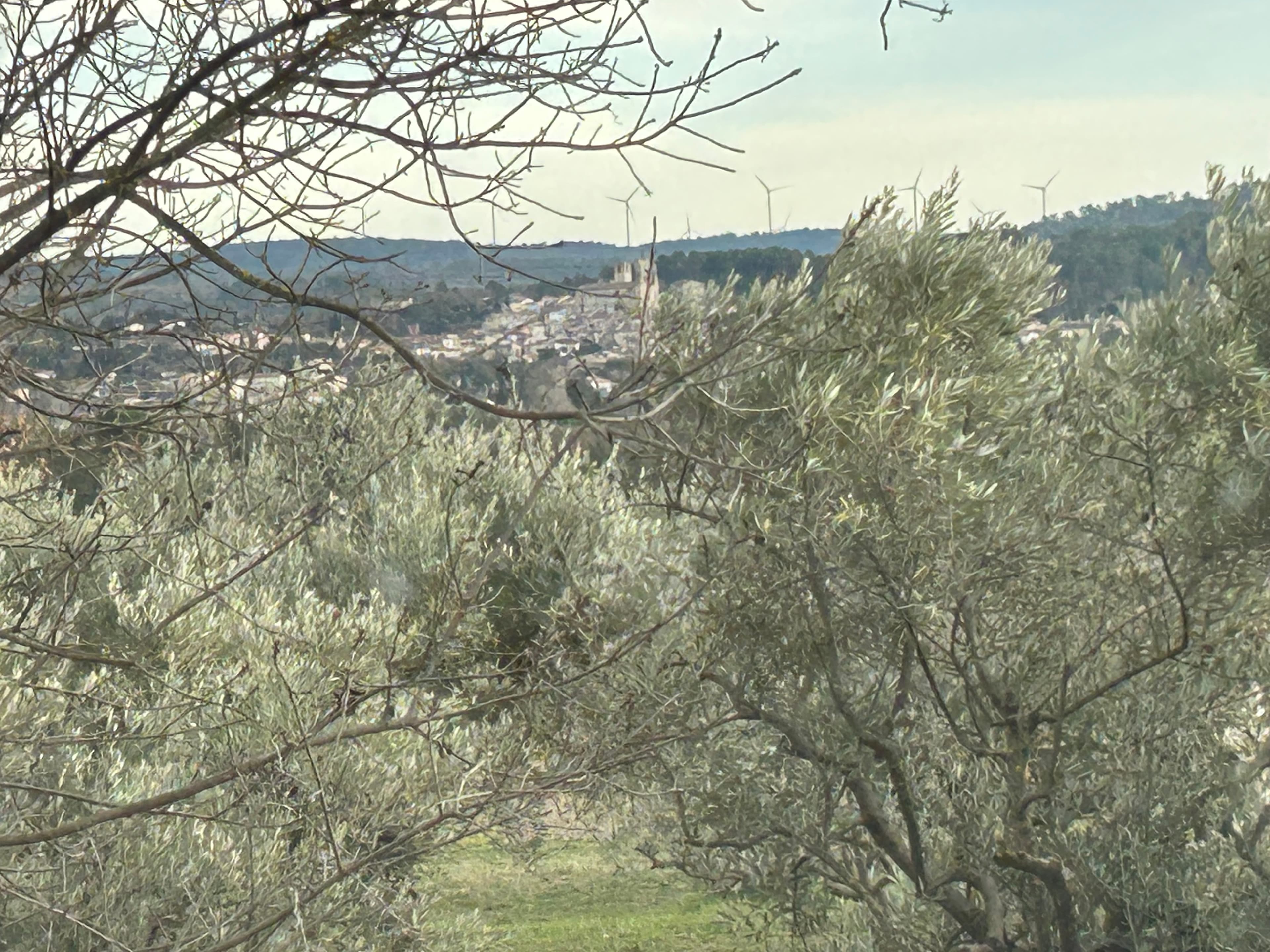 Terres agricoles - 0.3 ha - Rians - Image 4