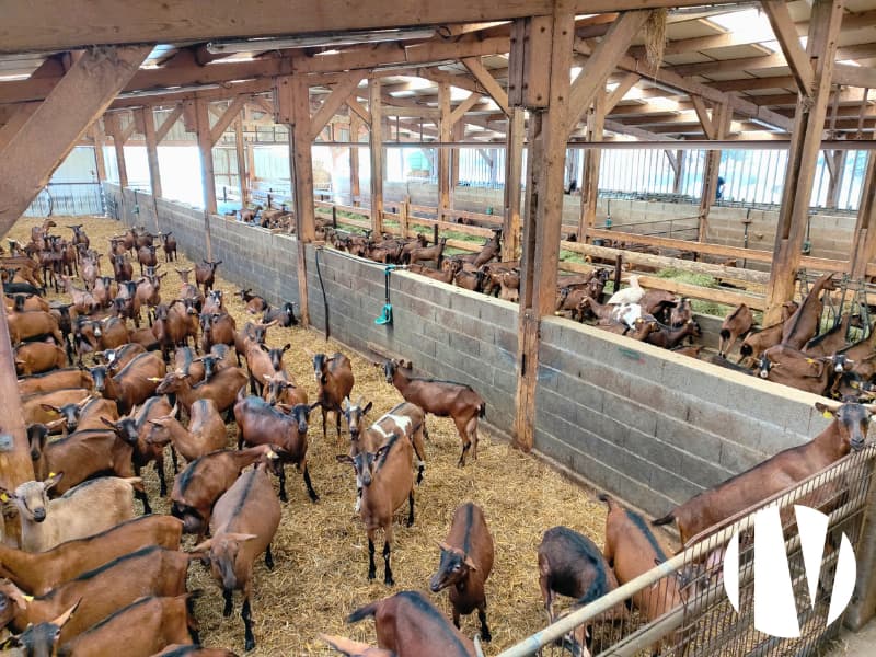 INDRE : Exploitation d’élevage caprin - Image 2