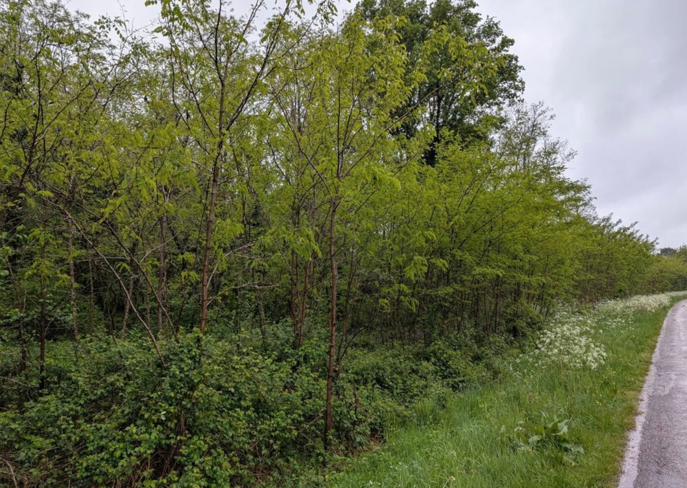 Forêt - 0.3 ha - Saint-Denis-de-Pile - Image 2