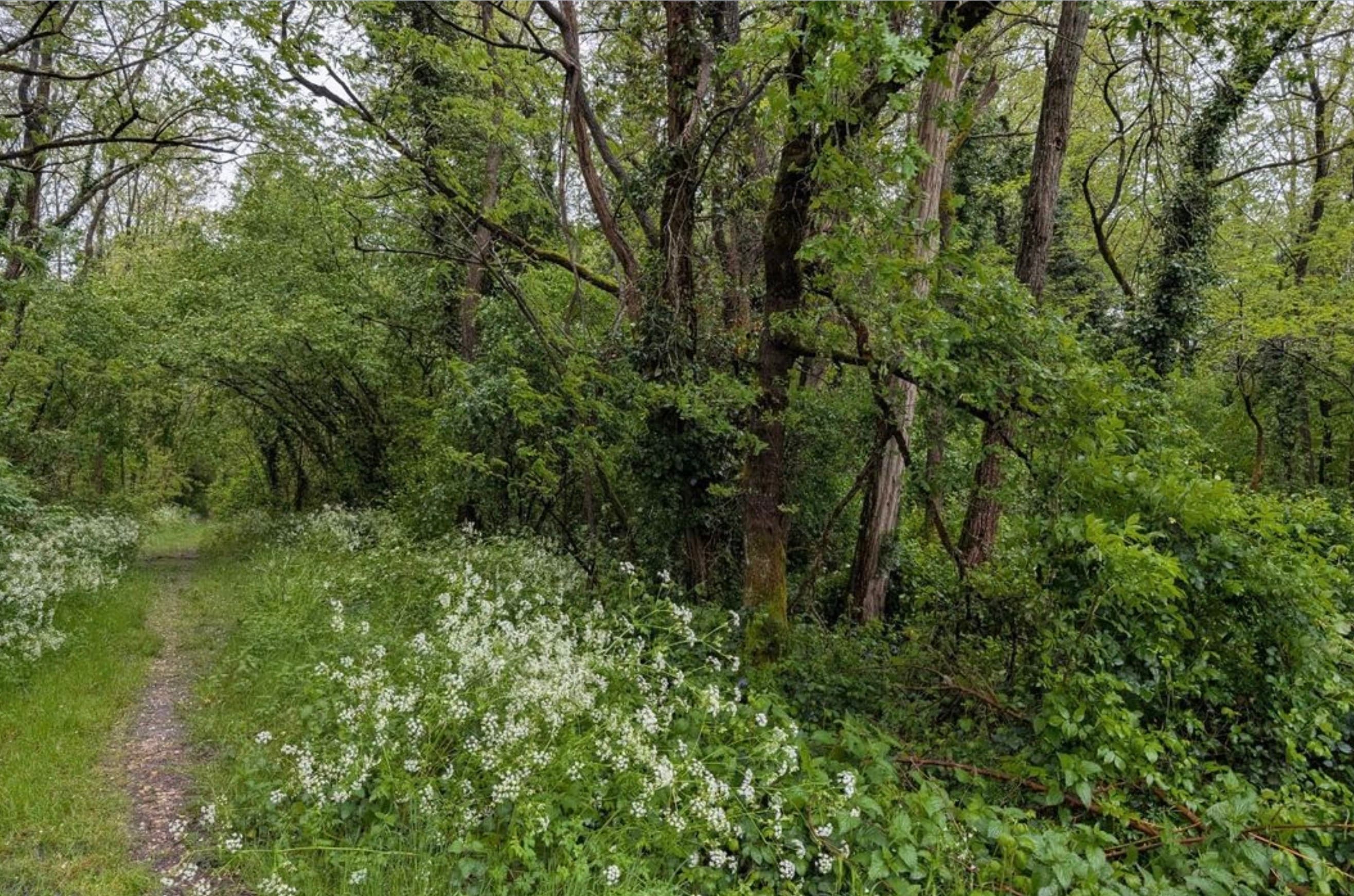 Forêt - 0.3 ha - Saint-Denis-de-Pile