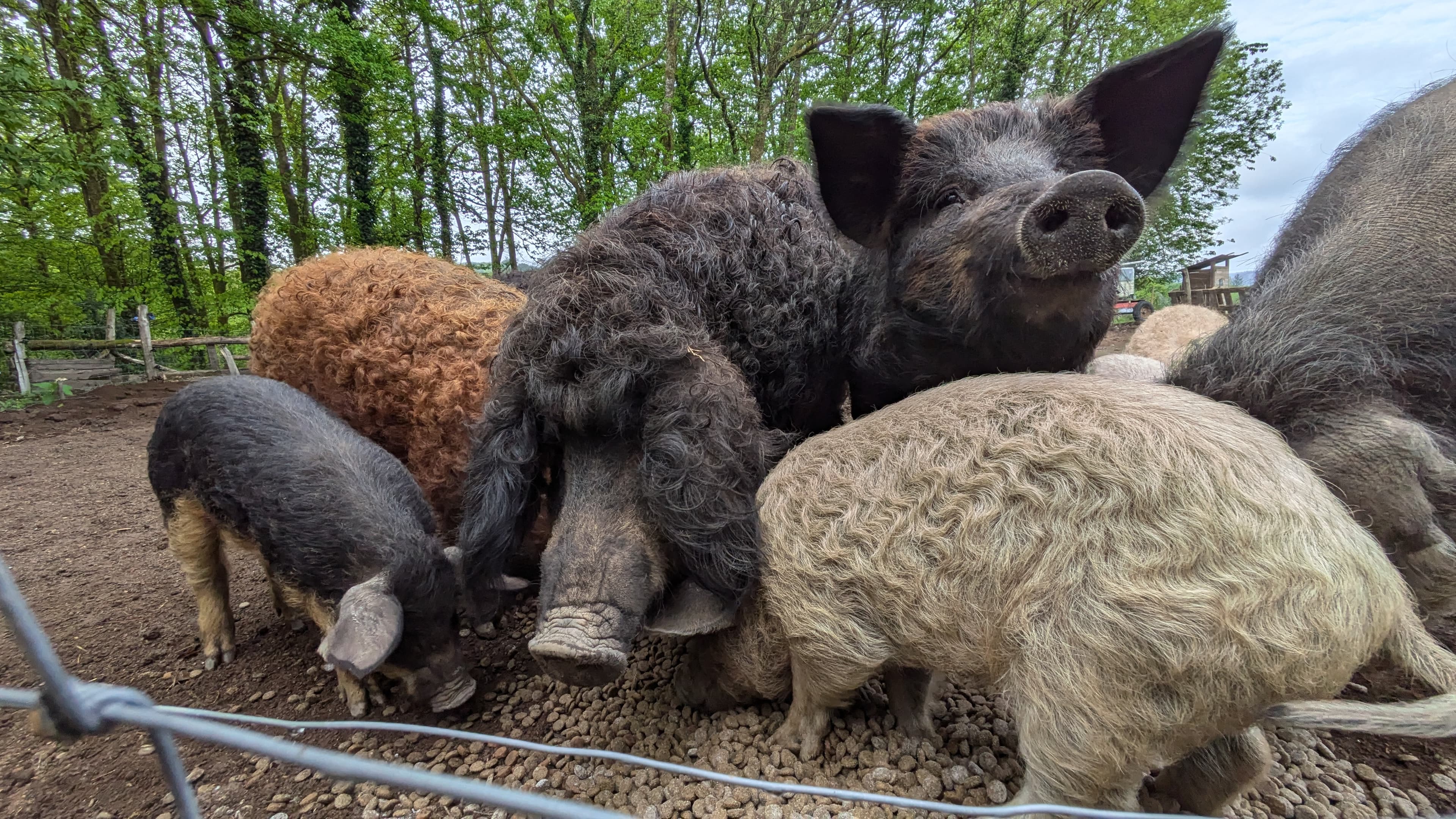 Bétail - 6 têtes Mangalitza - Bersac-sur-Rivalier - Image 3