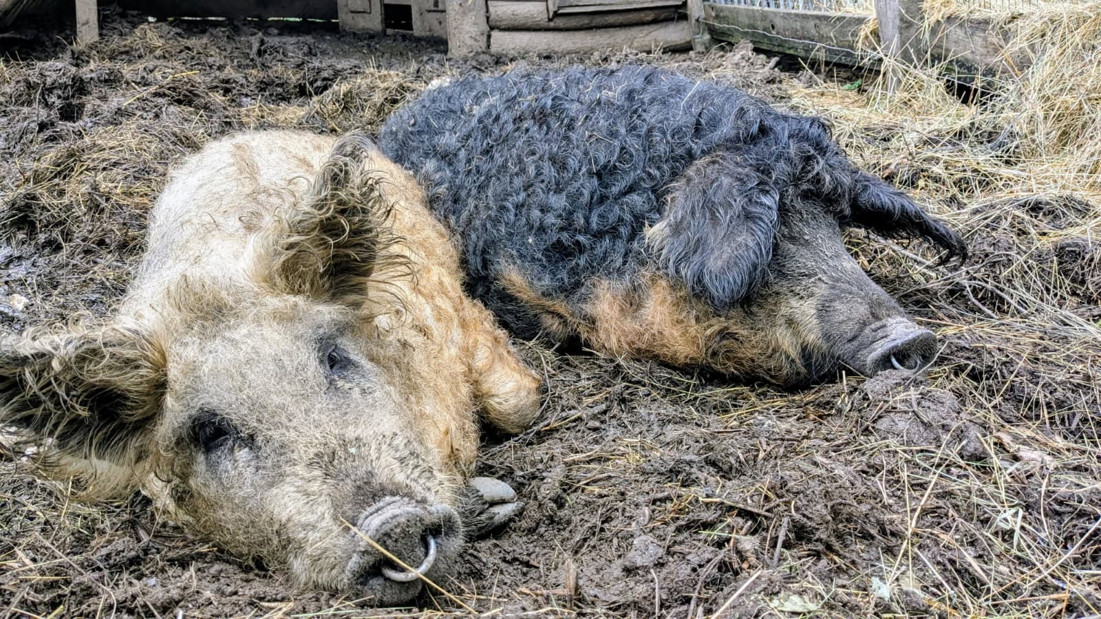 Bétail - 6 têtes Mangalitza - Bersac-sur-Rivalier - Image 2