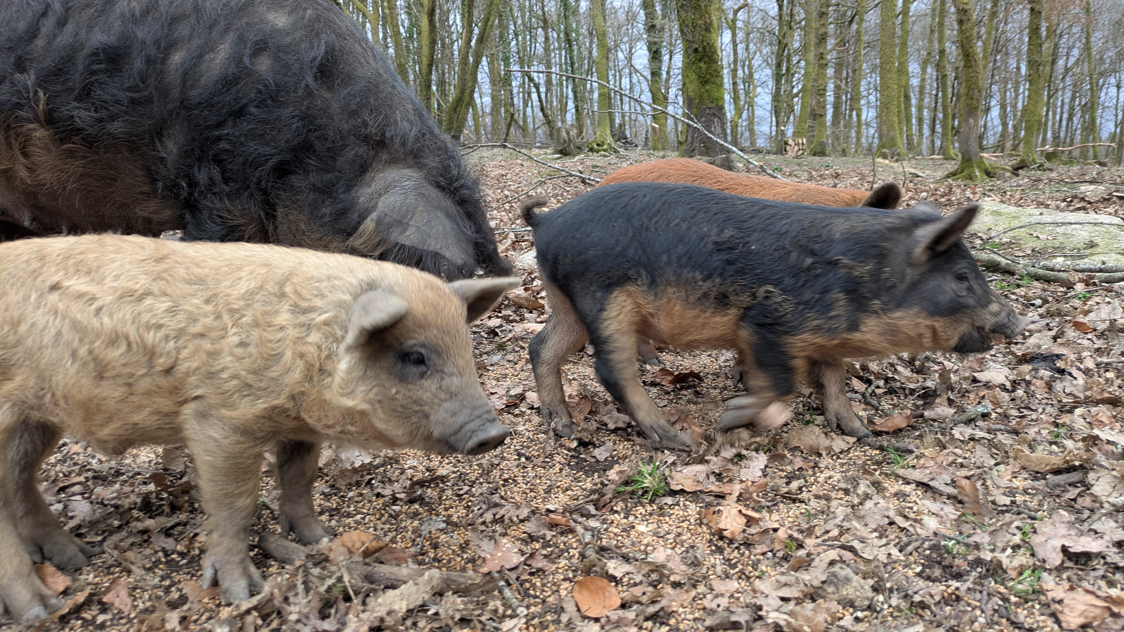 Bétail - 6 têtes Mangalitza - Bersac-sur-Rivalier