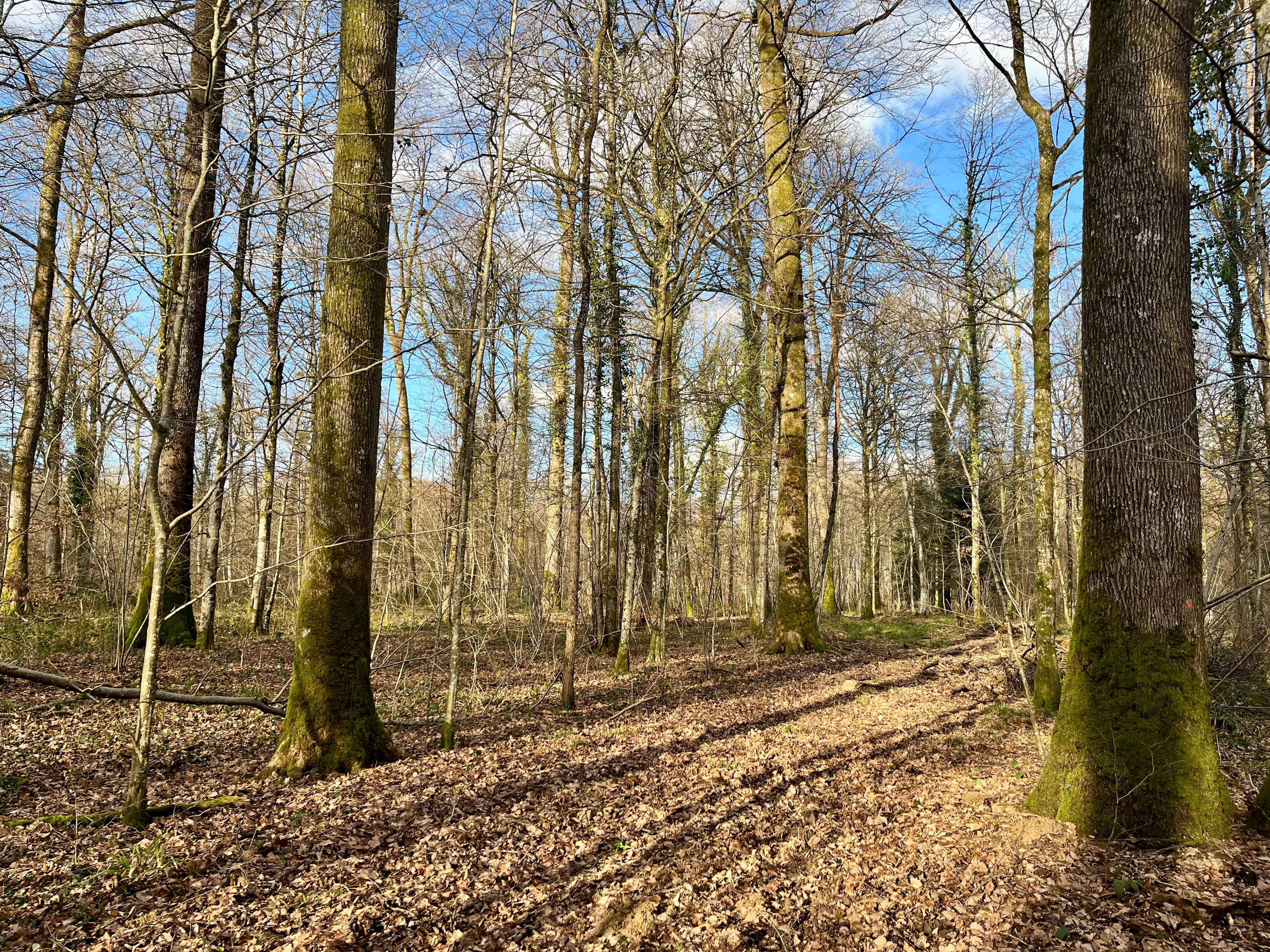 Forêt - 15.1 ha - le Vieux Monthier