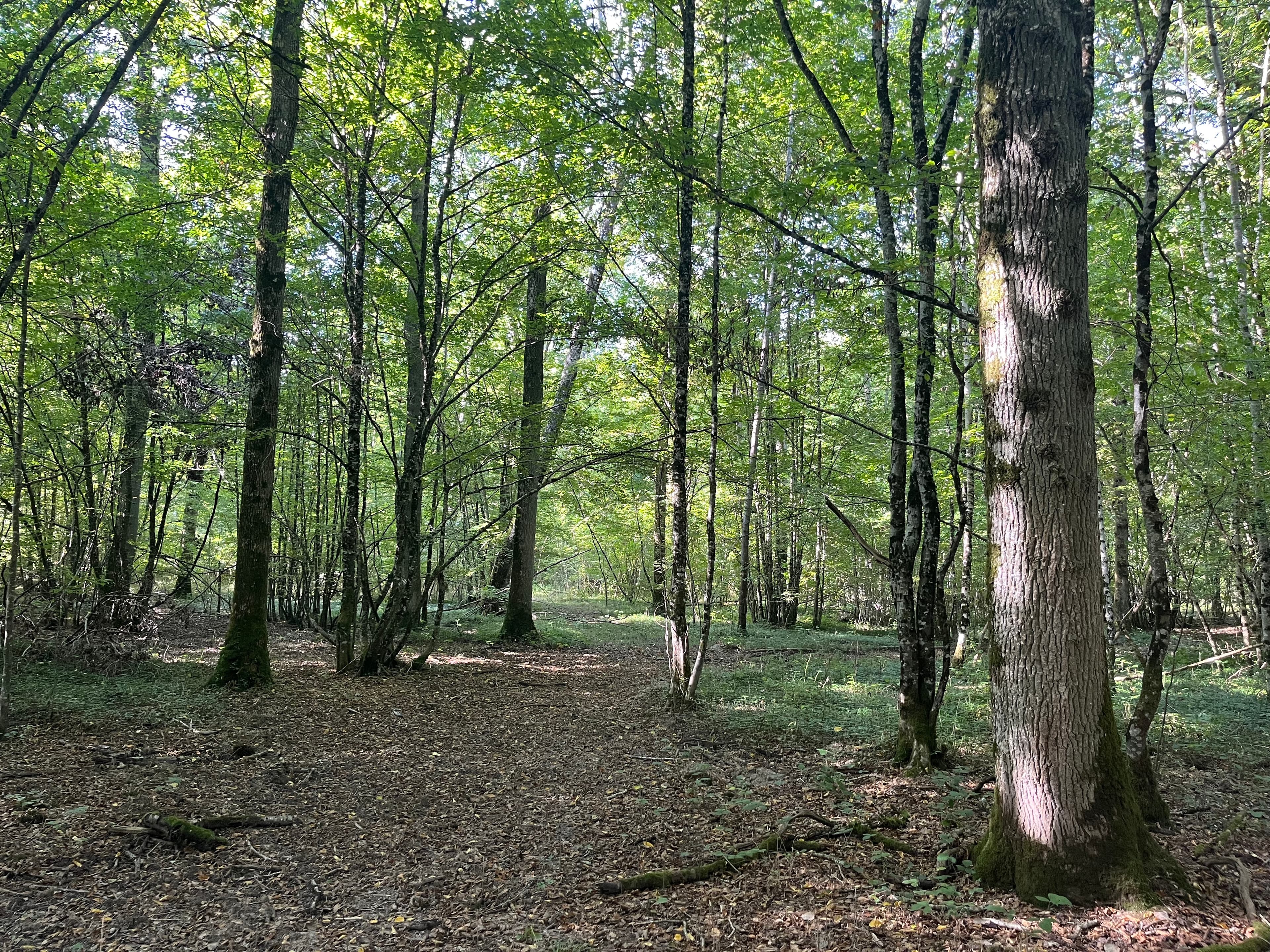Forêt - 34.2 ha - Domats