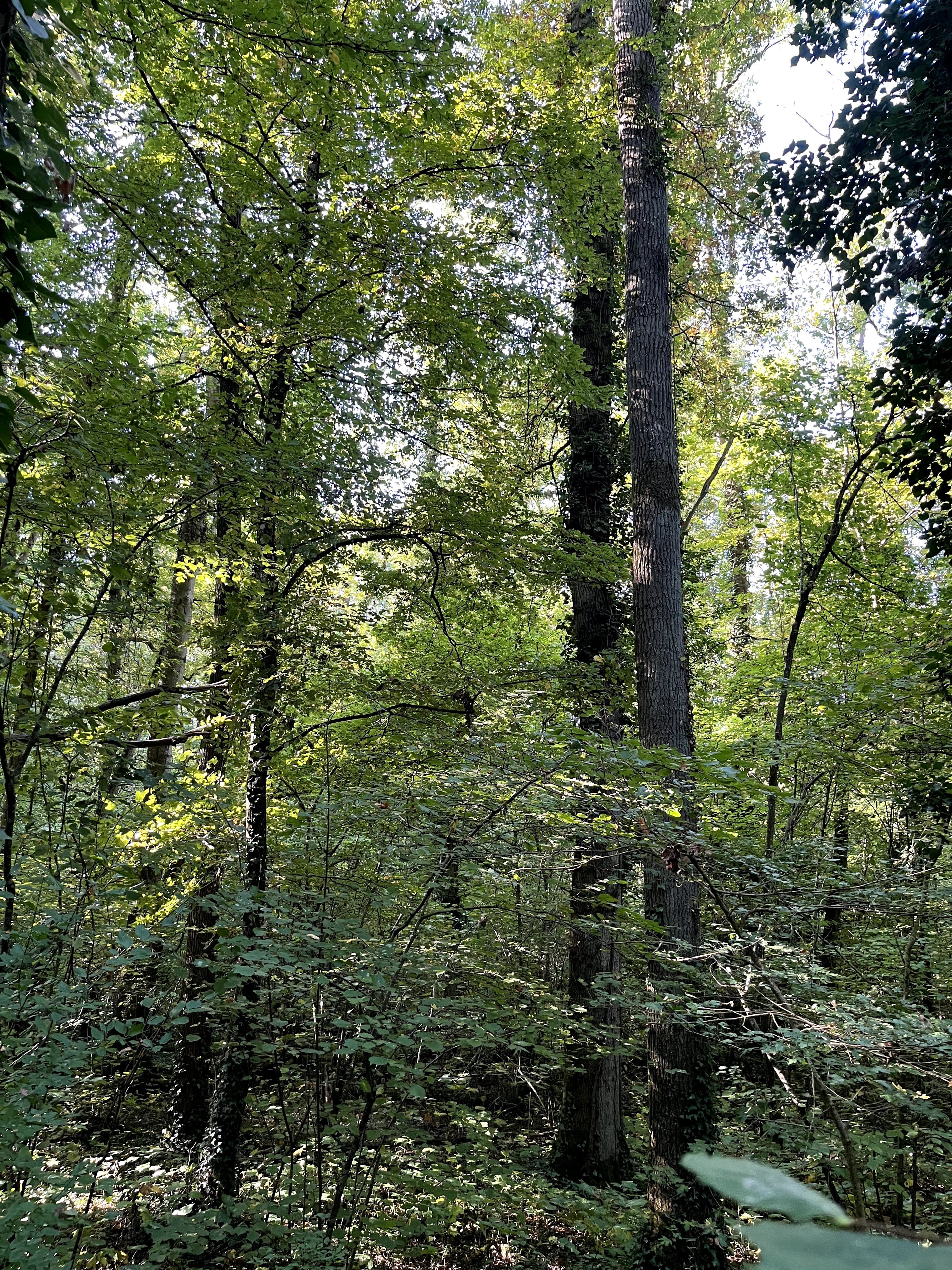 Forêt - 31.0 ha - Libernon - Image 3
