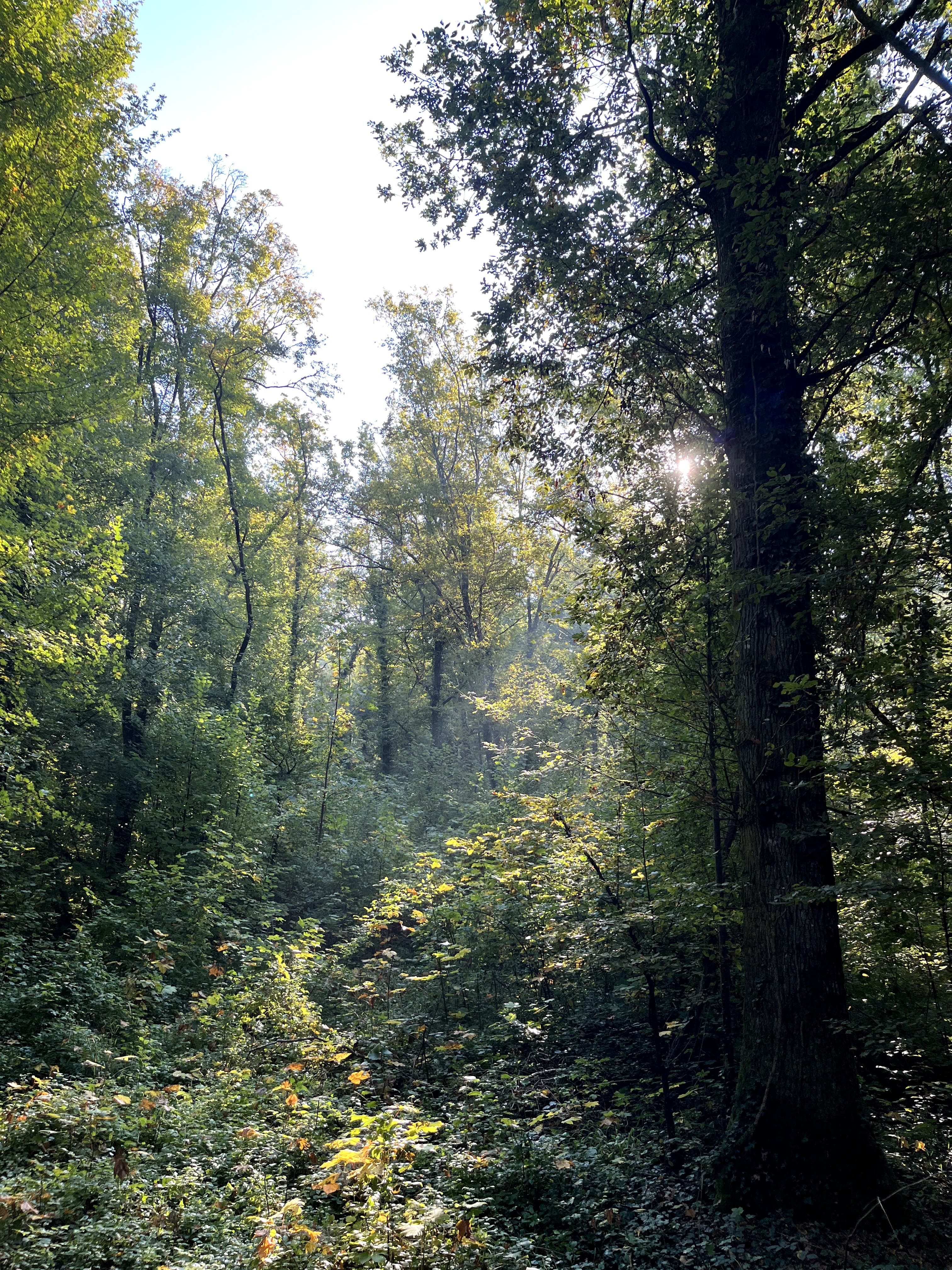 Forêt - 31.0 ha - Libernon
