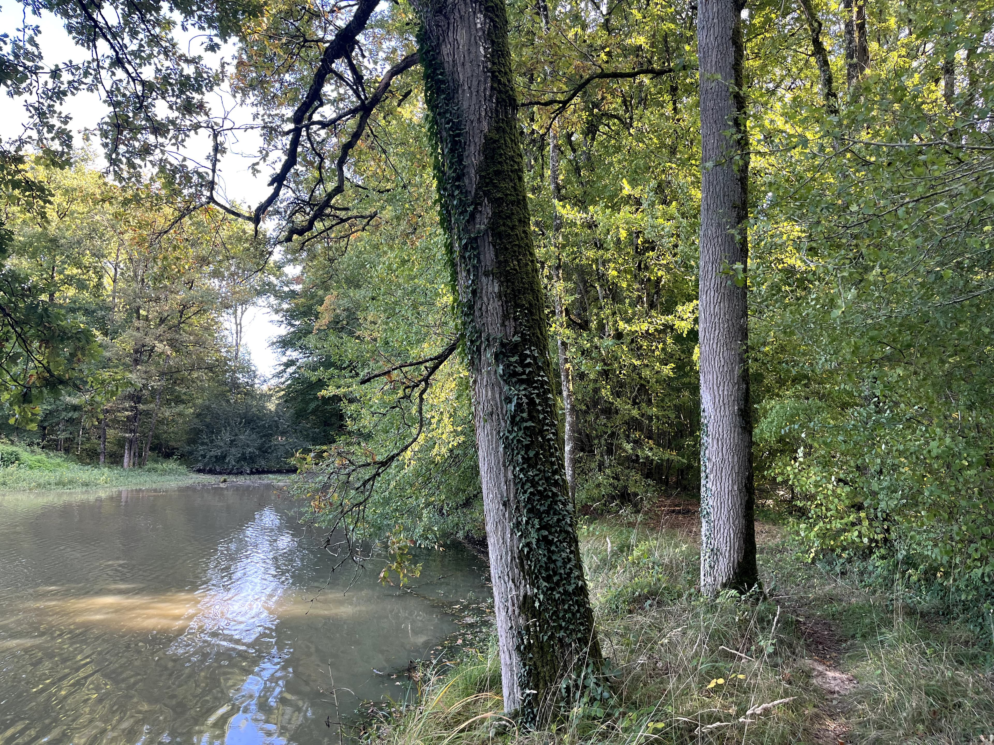 Forêt - 34.2 ha - Domats - Image 2