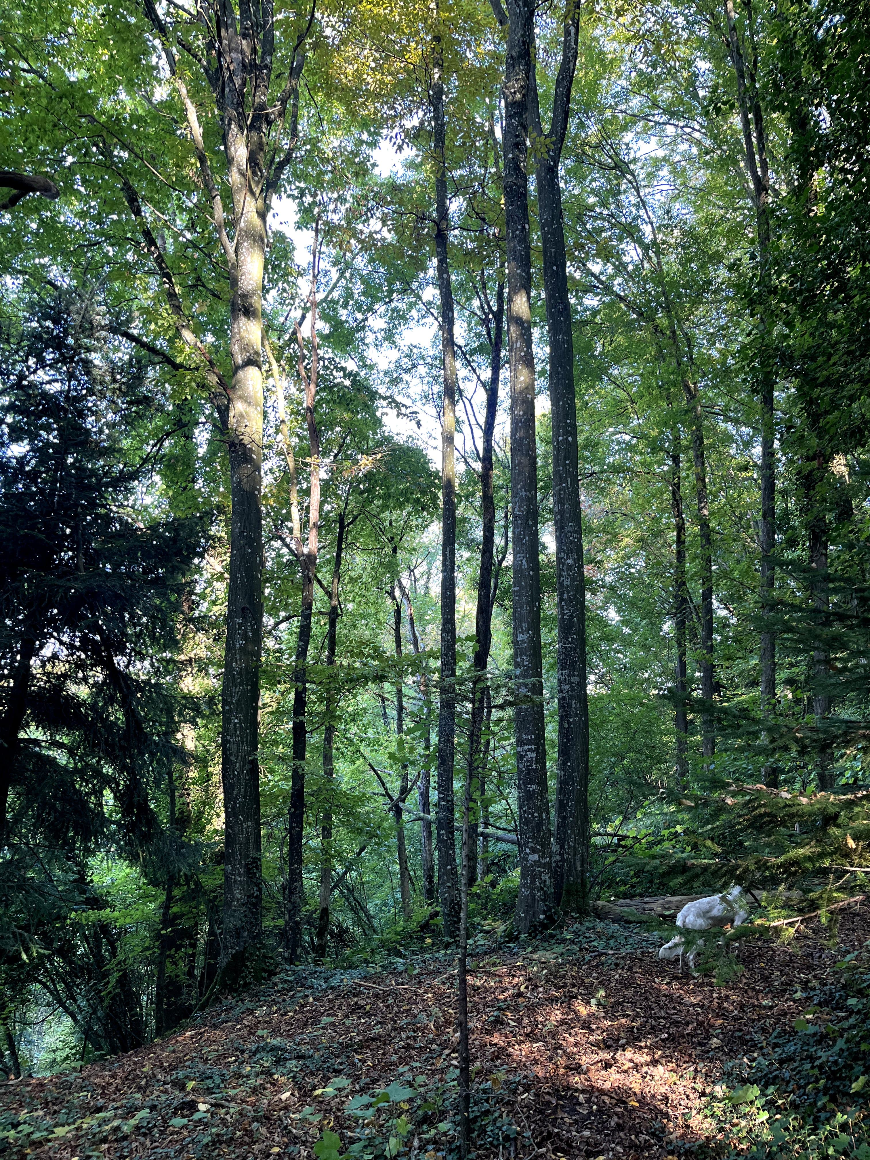 Forêt - 31.0 ha - Libernon - Image 2