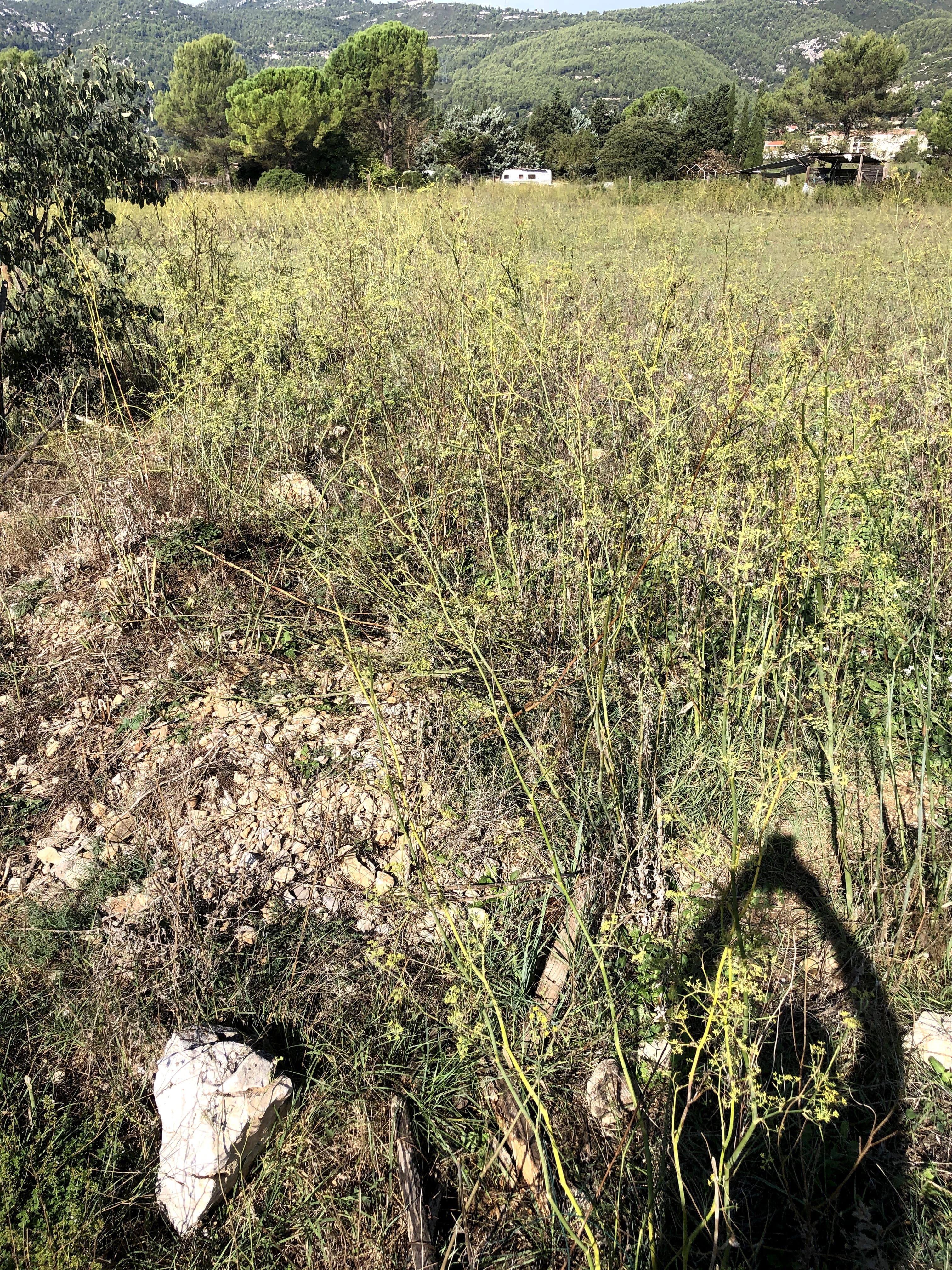 Terres agricoles - 0.2 ha - Cuges-les-Pins - Image 3
