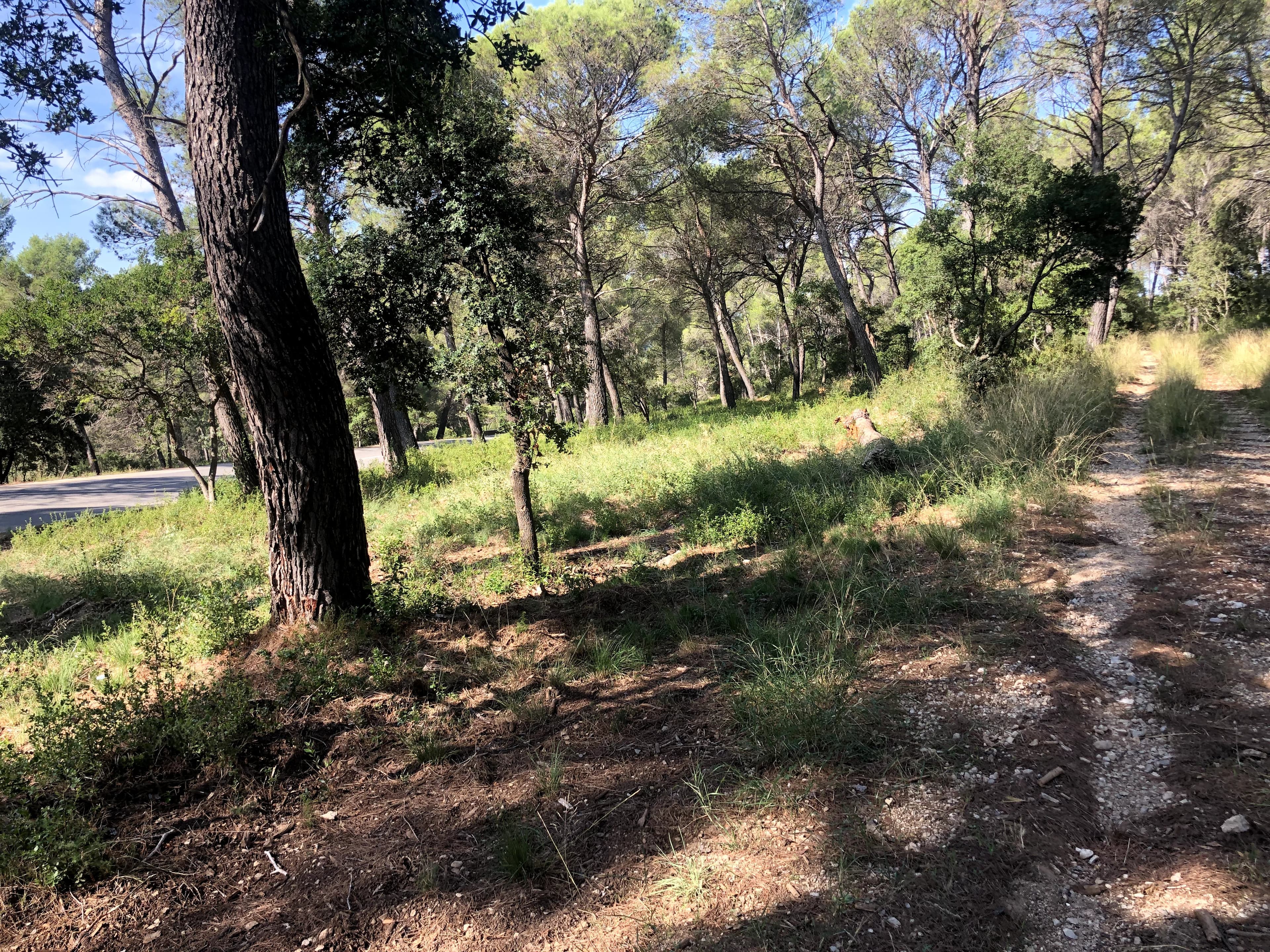 Forêt - 4.2 ha - Cuges-les-Pins - Image 2