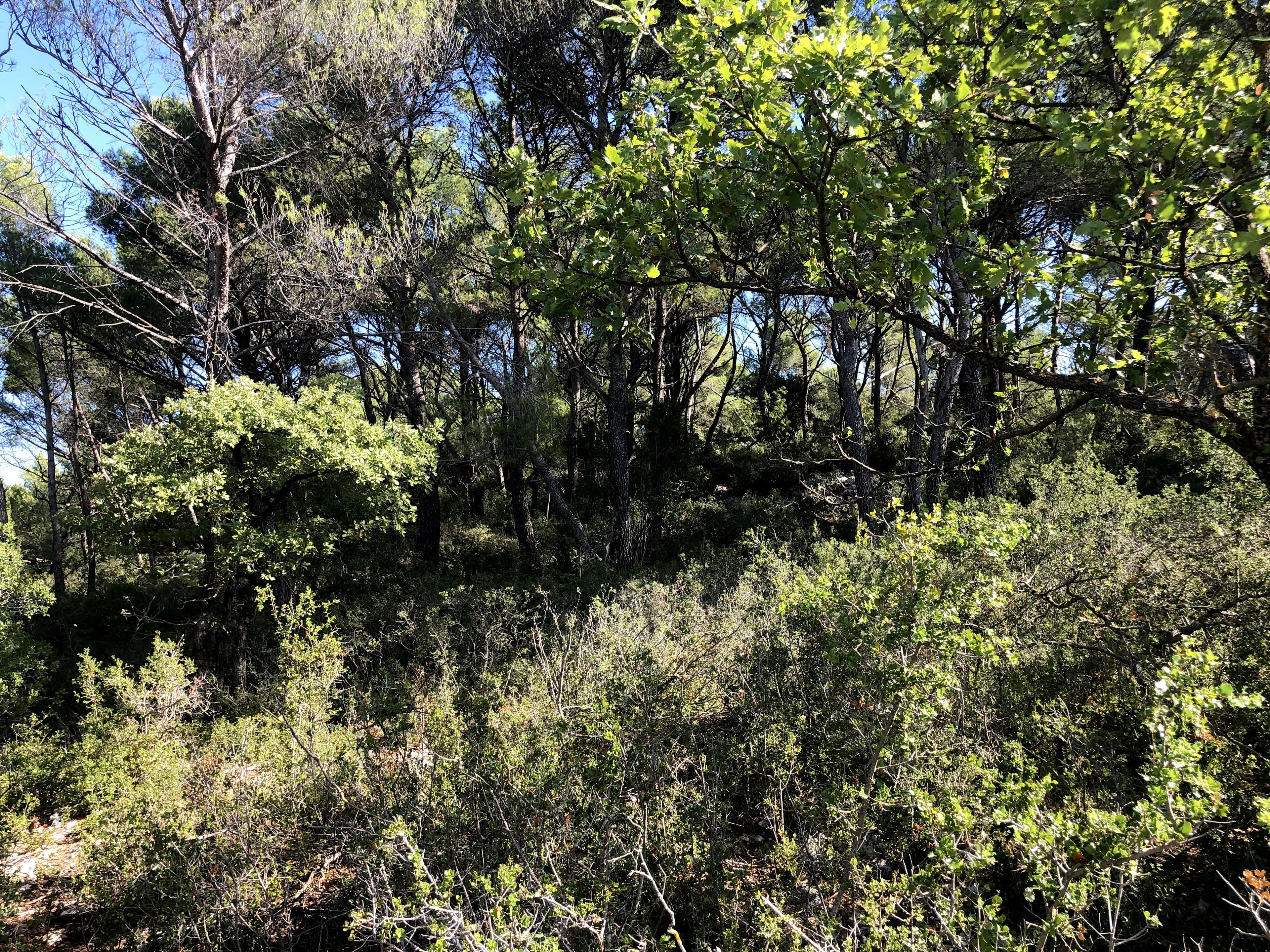 Forêt - 4.2 ha - Cuges-les-Pins - Image 3