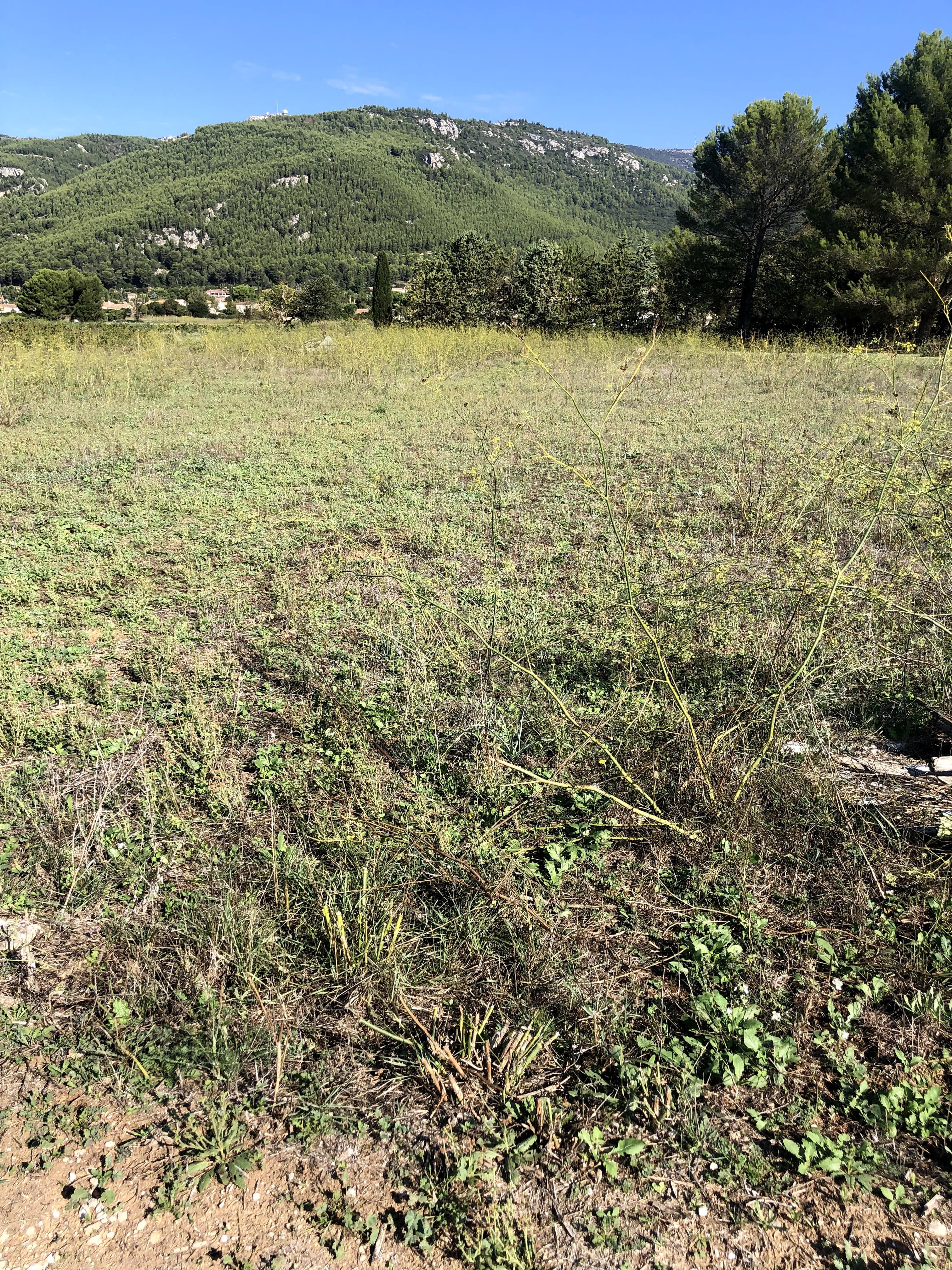 Terres agricoles - 0.2 ha - Cuges-les-Pins