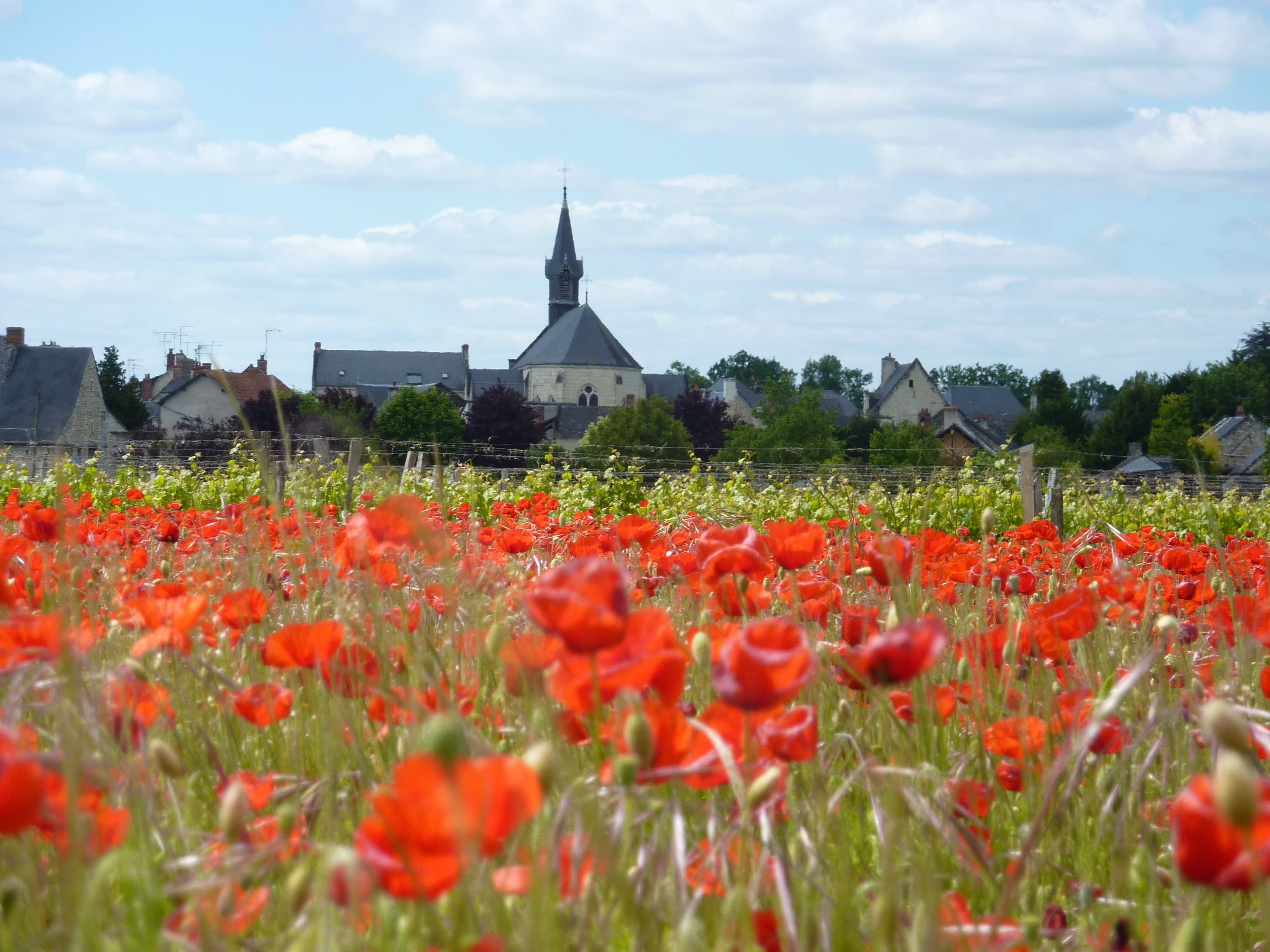 Terres agricoles - 6.5 ha - Savigny-en-Véron