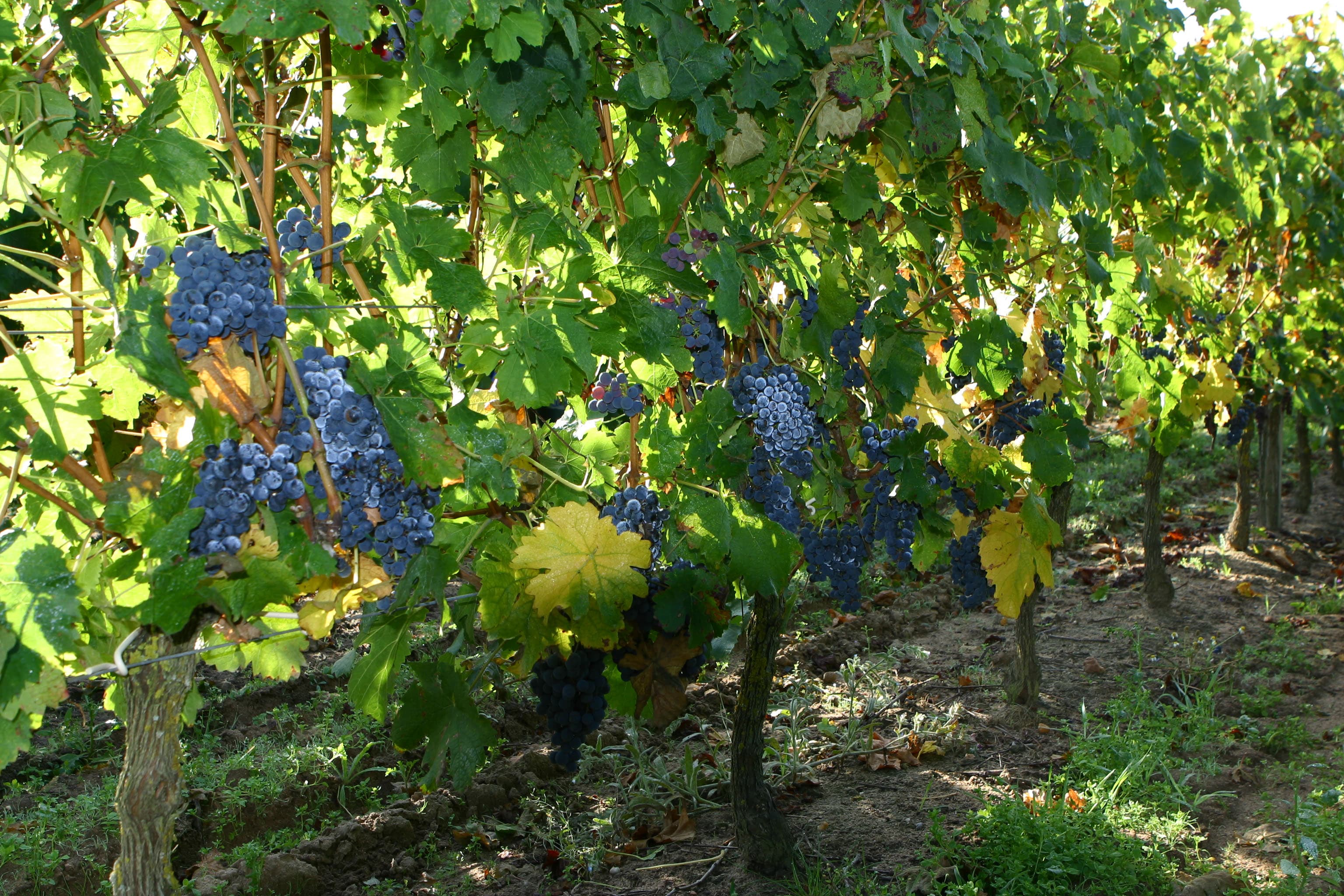 Terres agricoles - 6.5 ha - Savigny-en-Véron - Image 2