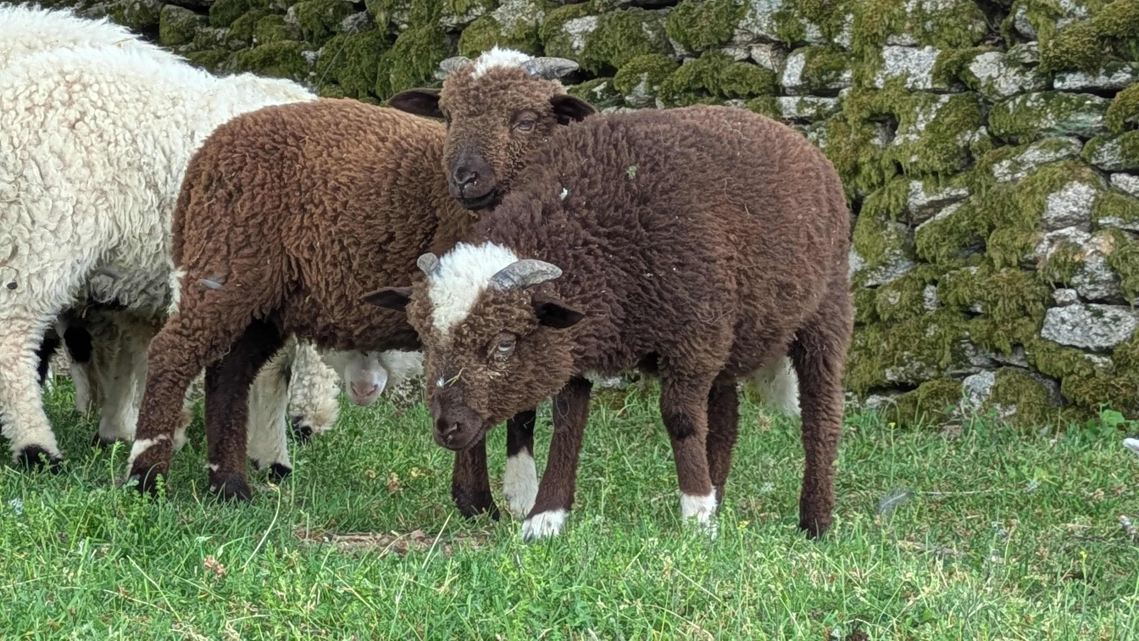Bétail - 2 têtes Marrons des Aravis - Bersac-sur-Rivalier