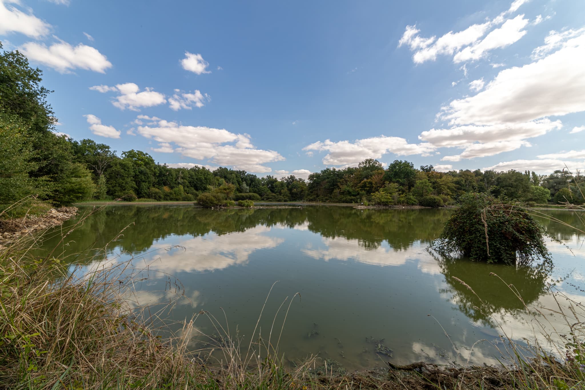 Forêt - 58.6 ha - Le Moulin Girard - Image 9
