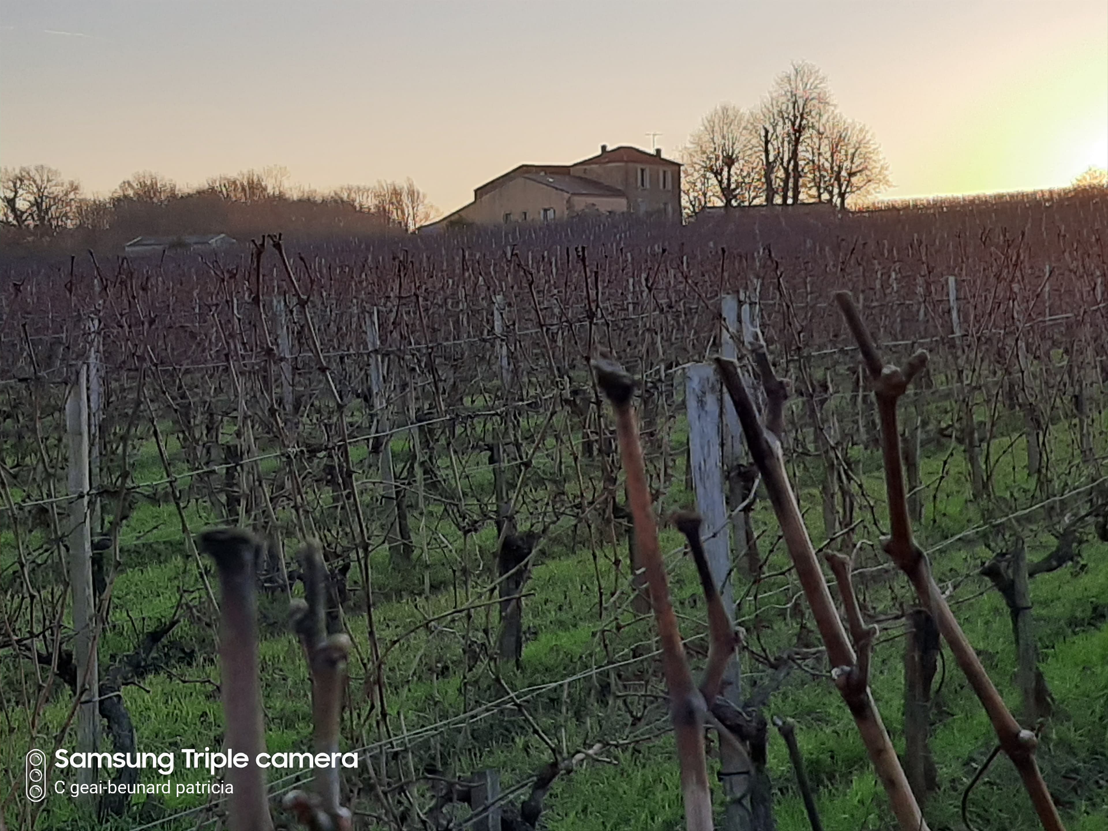 Propriété rurale agriculture biologique - 8 ha 82 - Berson (gironde)