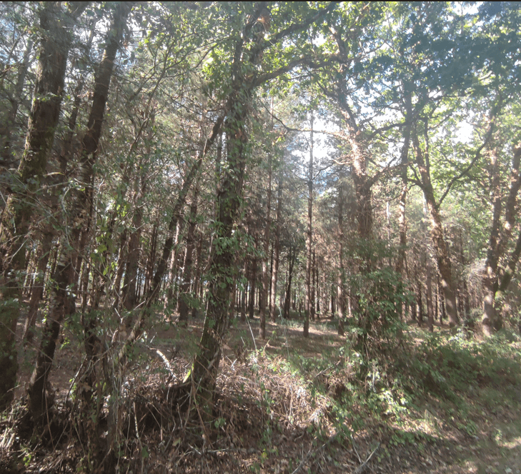 Forêt - 0.7 ha - La Garnache - Image 2