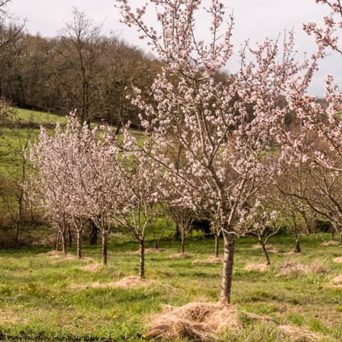 Terres agricoles - 18.2 ha - 47360 - Image 2