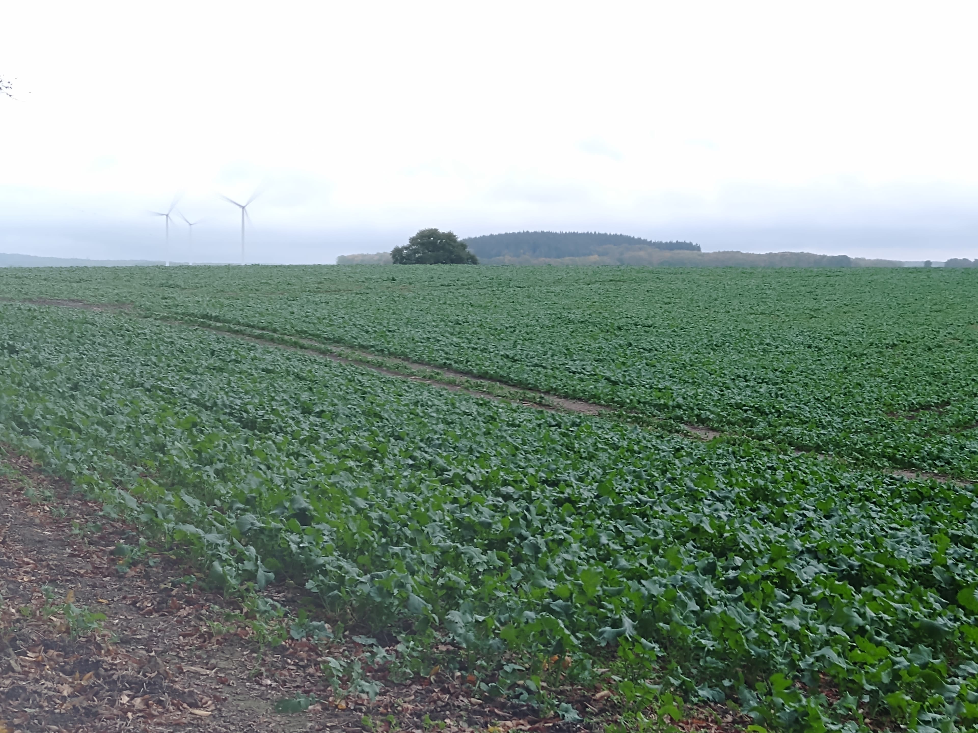Terres agricoles - 20.6 ha - Chatel-Chéhéry - Image 3