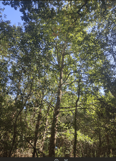Forêt - 0.7 ha - La Garnache
