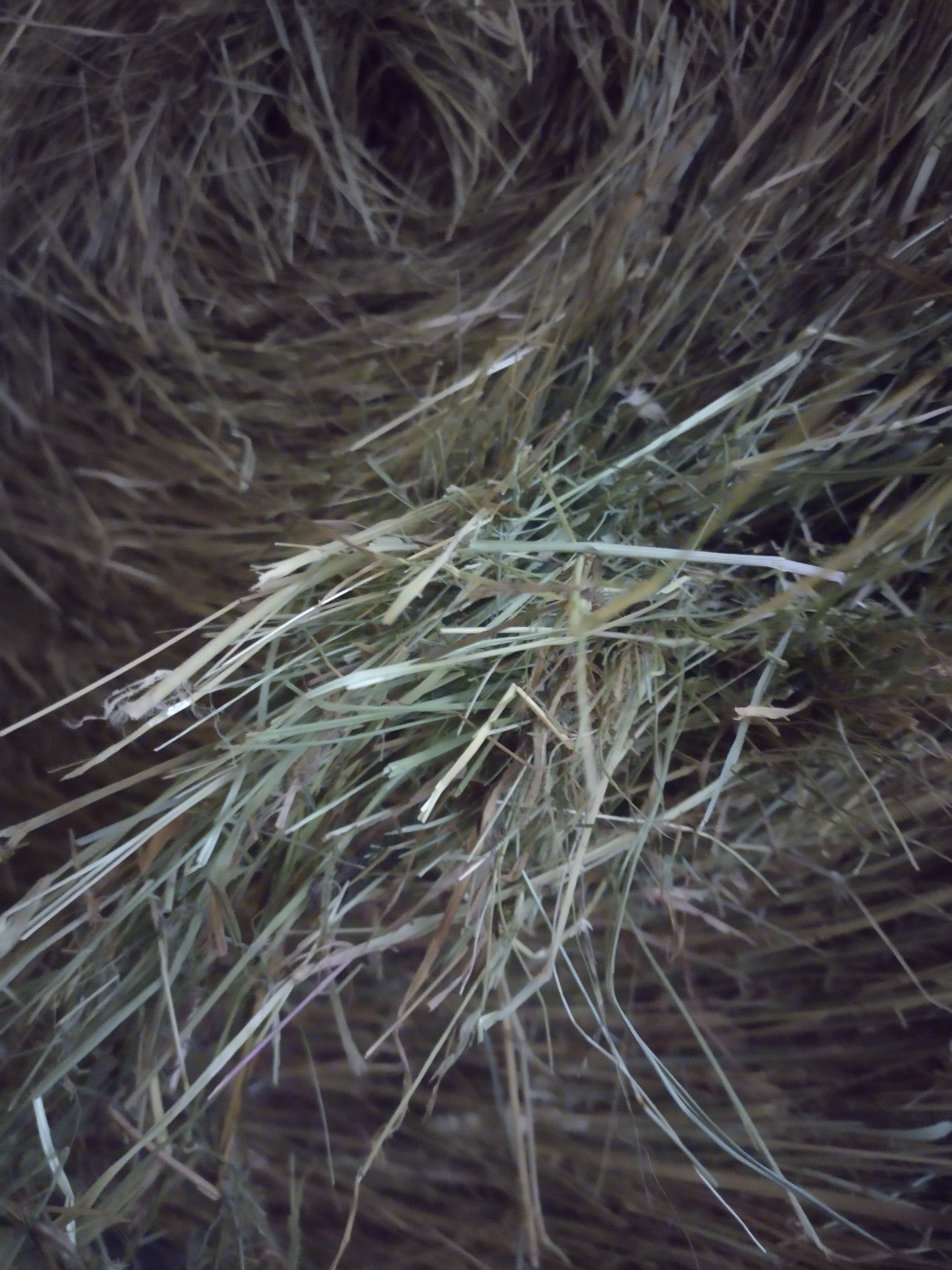 Fourrage et paille - Vernioz - Image 3