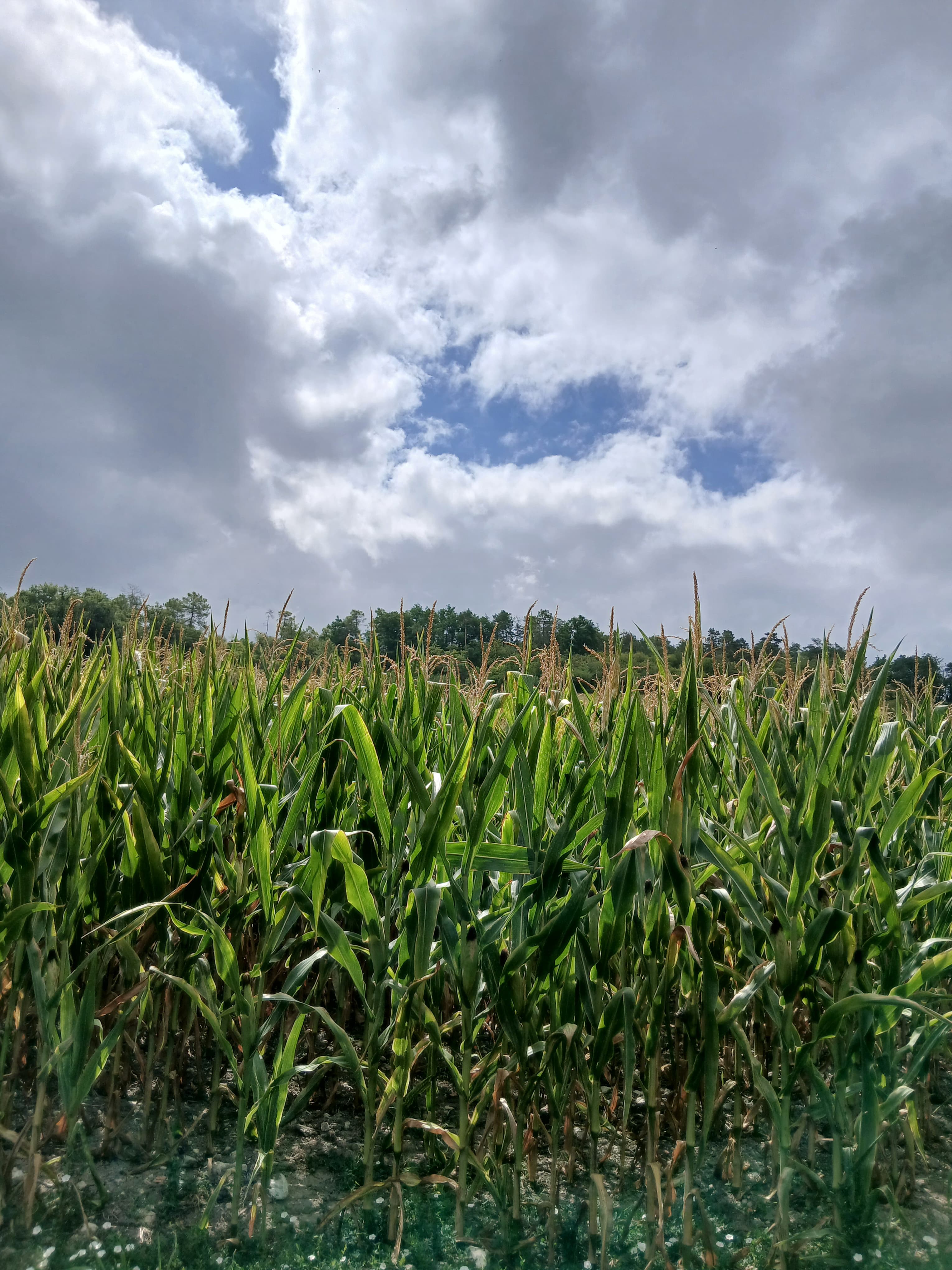 Terres agricoles - 22.6 ha - Saint-Martial-Viveyrol · 22 DPB inclus
