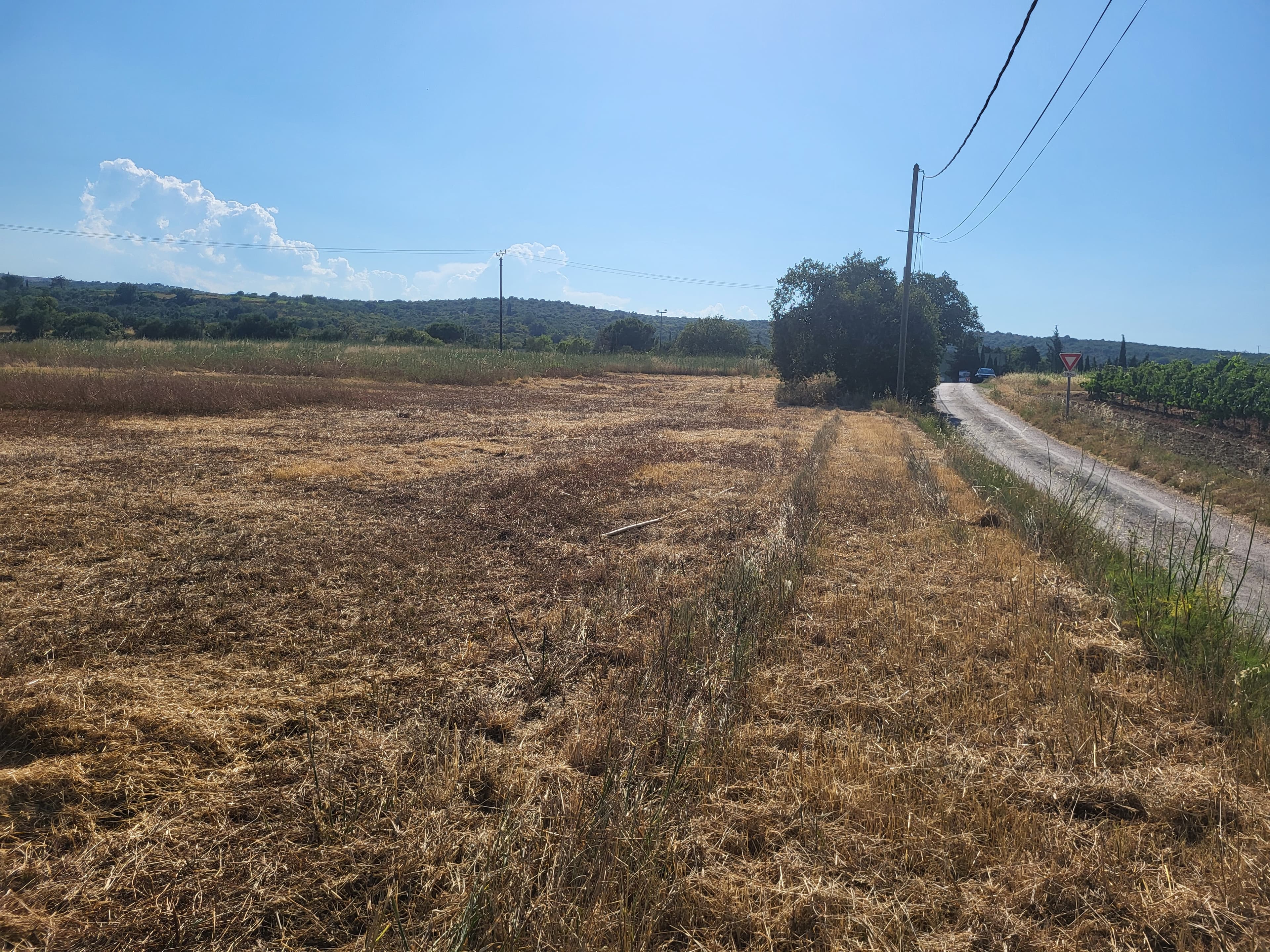 Terres agricoles - 3.8 ha - Thuir - Image 5