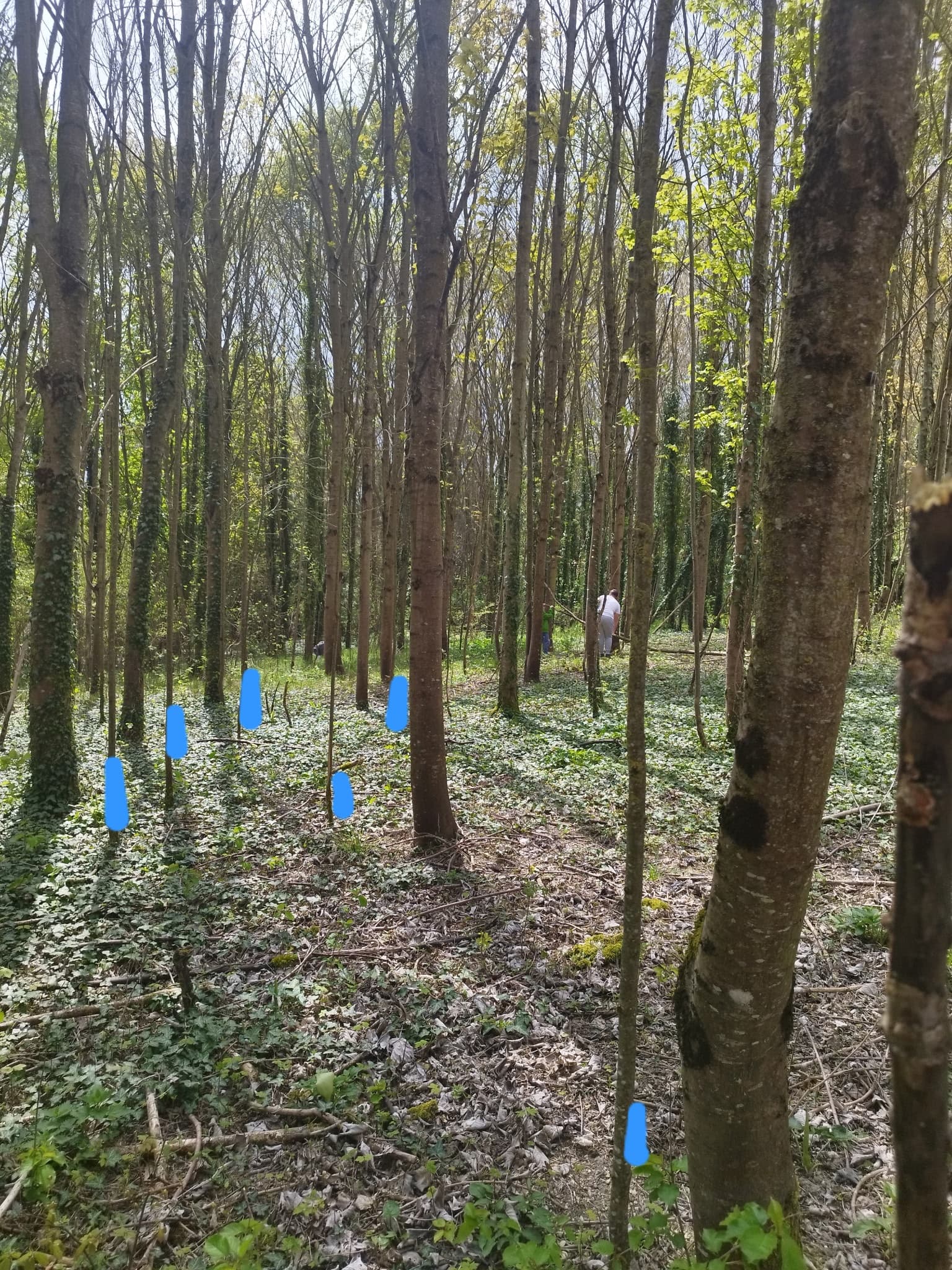 Plants, arbres et végétaux - Chenoise-Cucharmoy