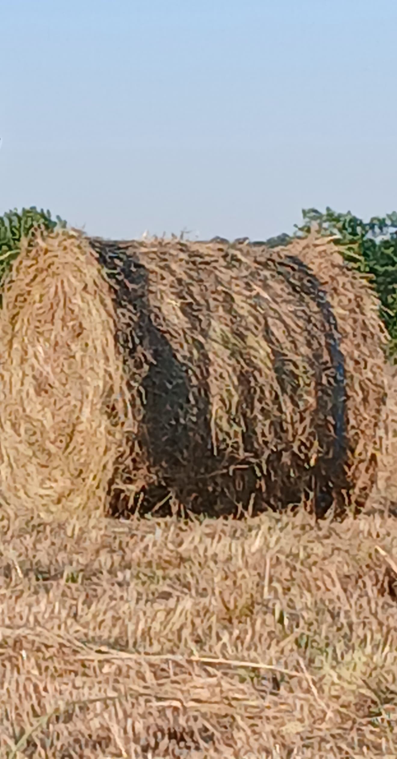 Fourrage et paille - Cheminon
