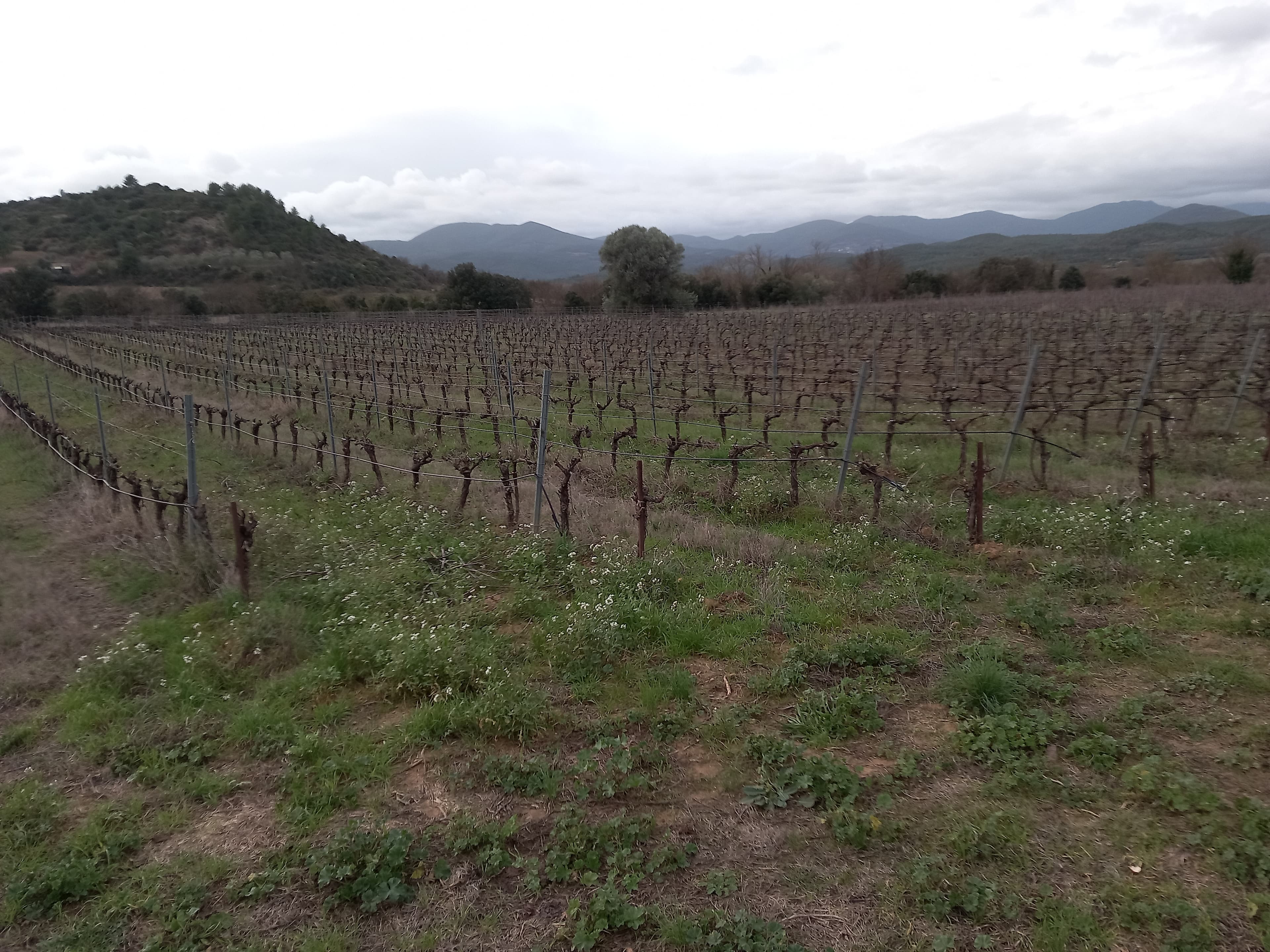 Terres agricoles - 2.6 ha - Cessenon-sur-Orb - Image 2