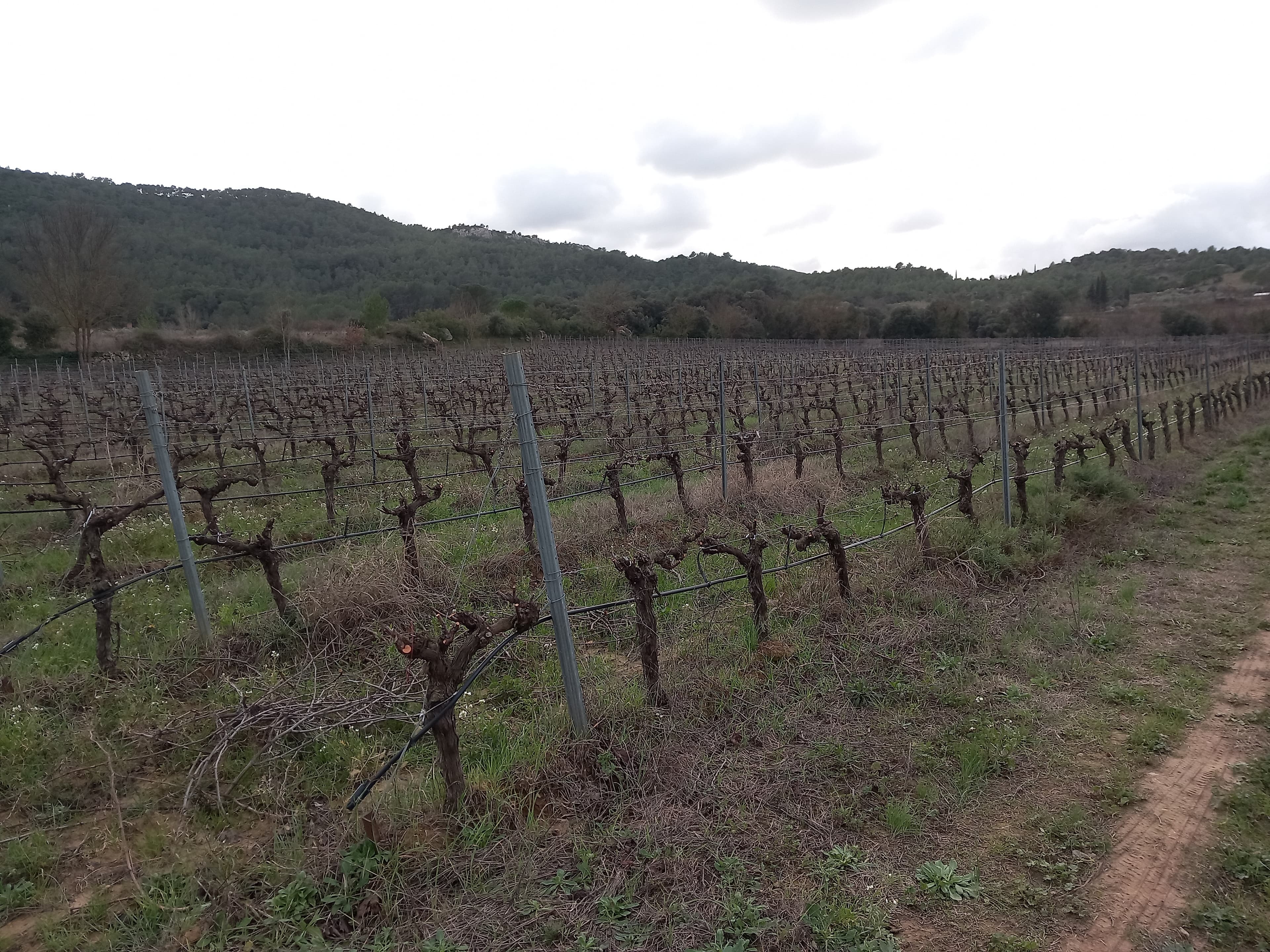 Terres agricoles - 2.6 ha - Cessenon-sur-Orb - Image 3