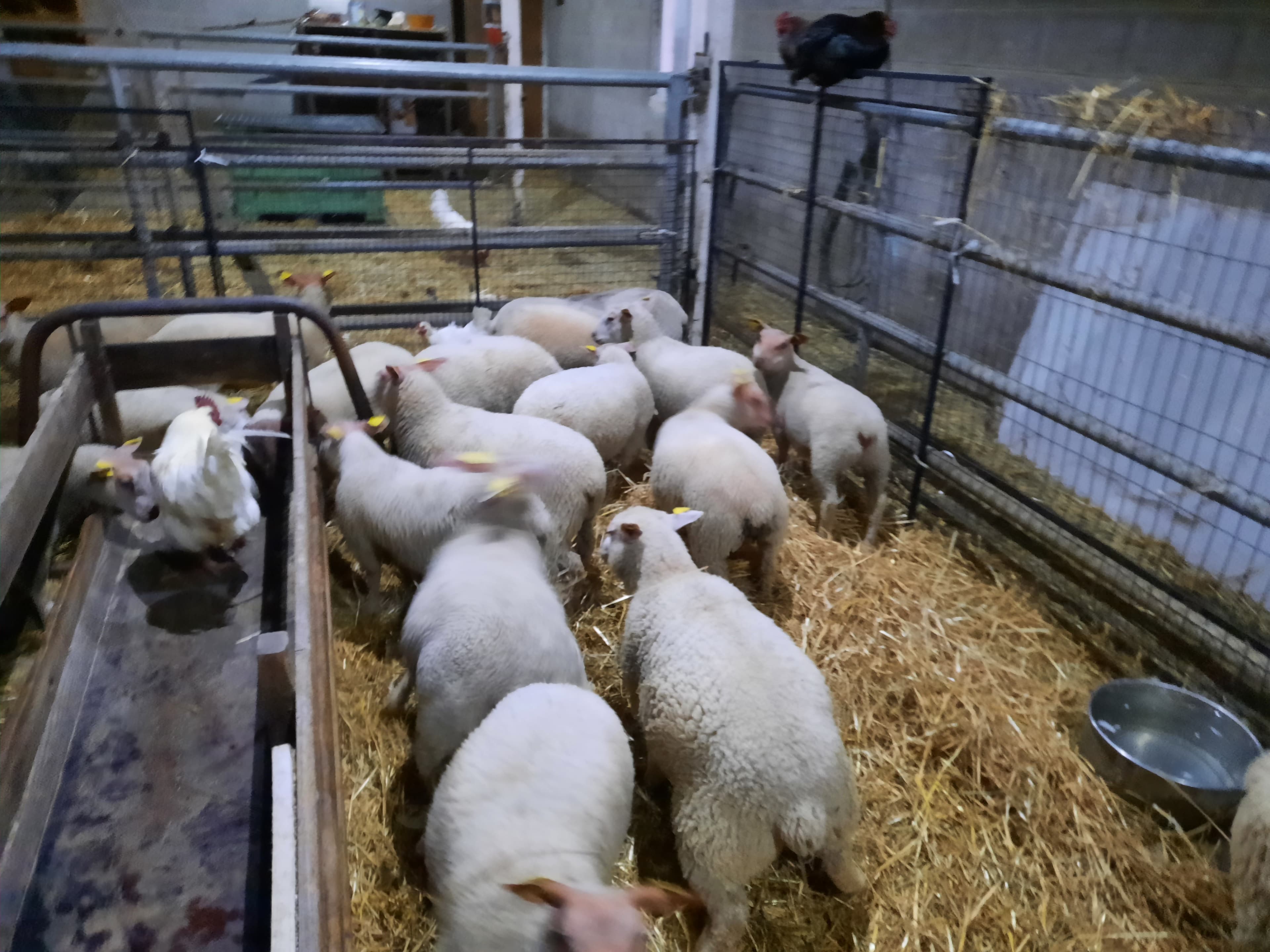 Bétail - 30 têtes rouge de l ouest x charollais - Amiens