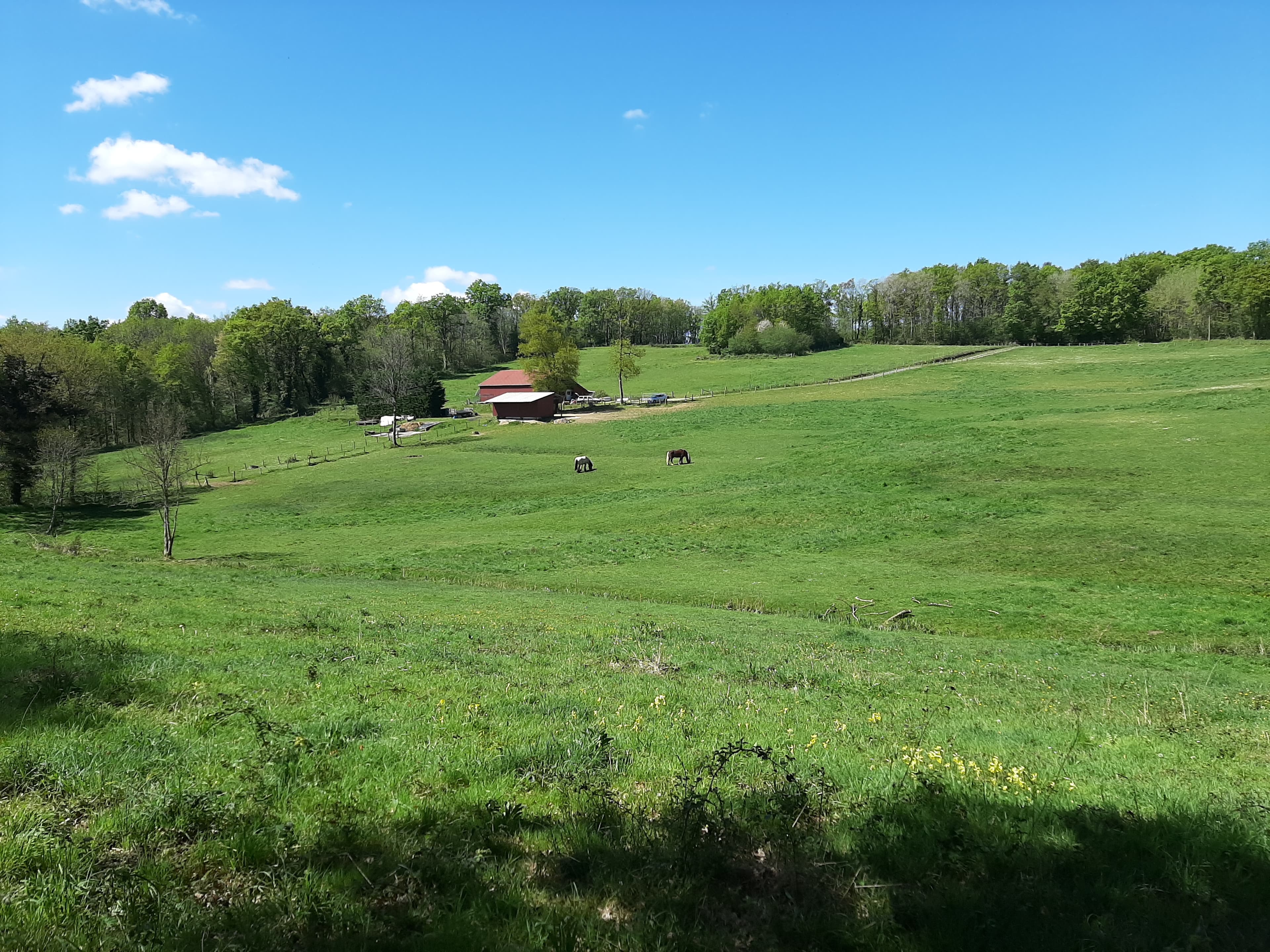 Terres agricoles — Equins - 6.3 ha - Chaillac-sur-Vienne - Image 2