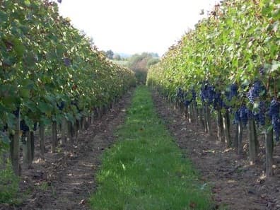 Propriété rurale agriculture biologique - 8 ha 82 - Berson (gironde) - Image 3