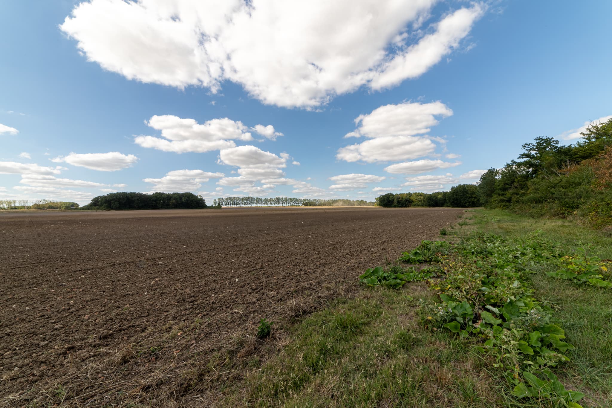Forêt - 58.6 ha - Le Moulin Girard - Image 6