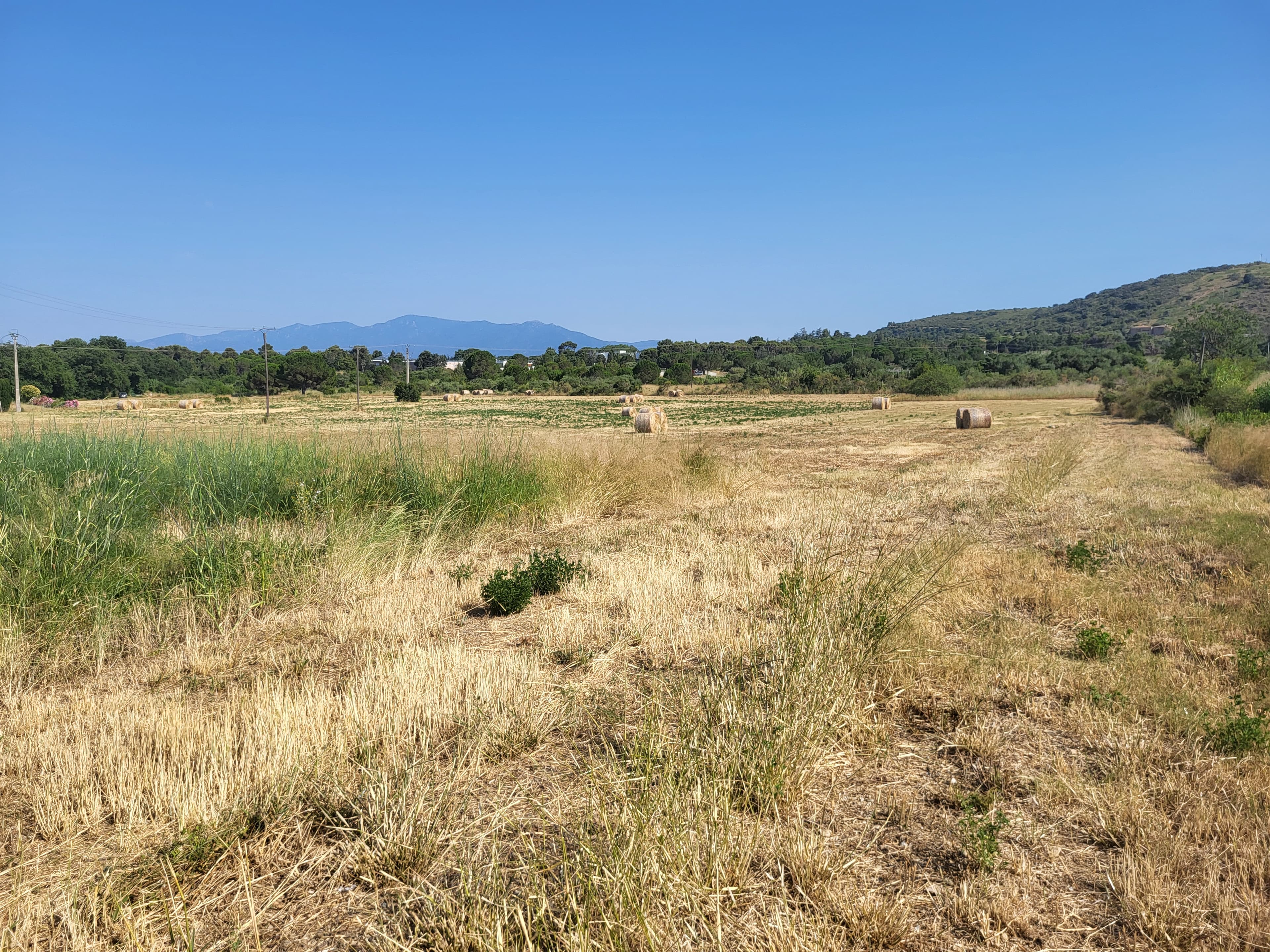 Terres agricoles - 3.8 ha - Thuir - Image 3