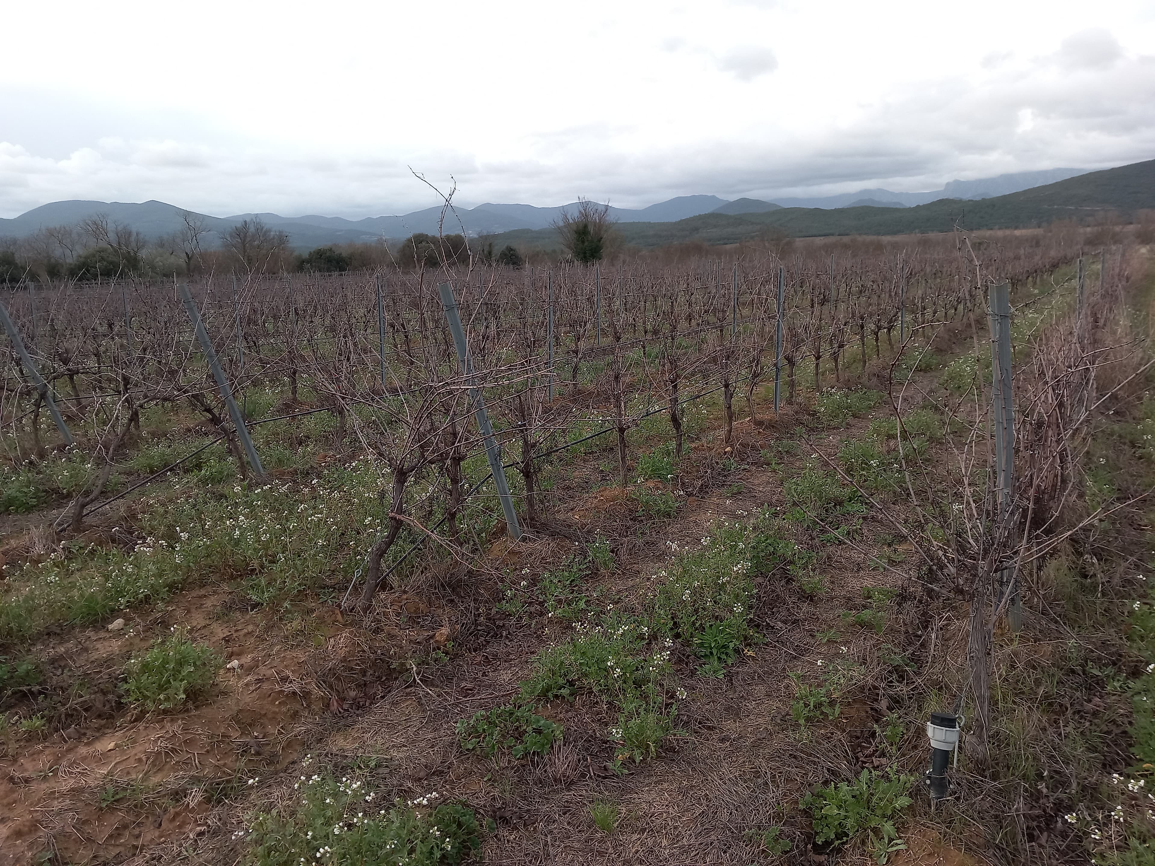 Terres agricoles - 2.6 ha - Cessenon-sur-Orb