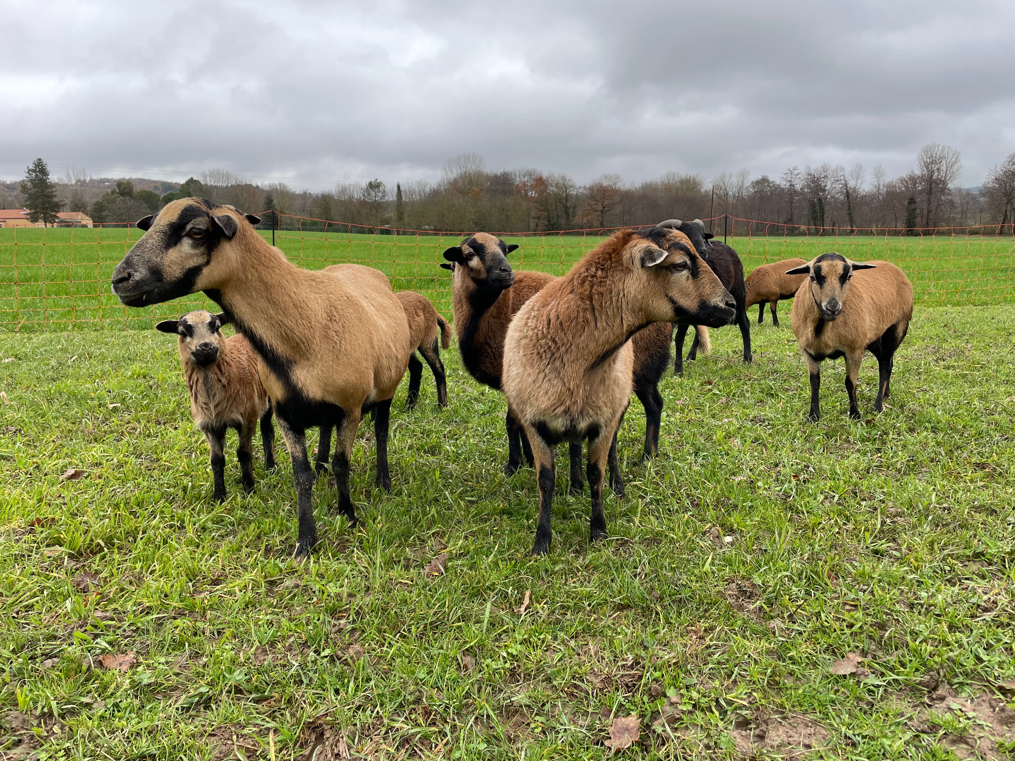 Terres agricoles - 6.7 ha - Réalmont