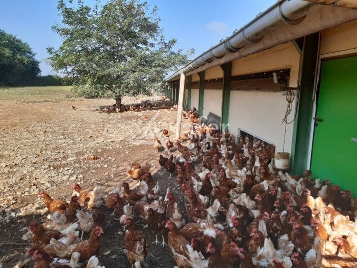 Site poules pondeuses et volailles de chairs BIO