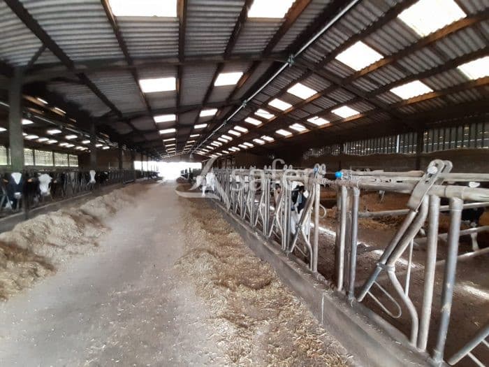 Exploitation laitière Irriguée et sélection Génétique, 1 528 000 L