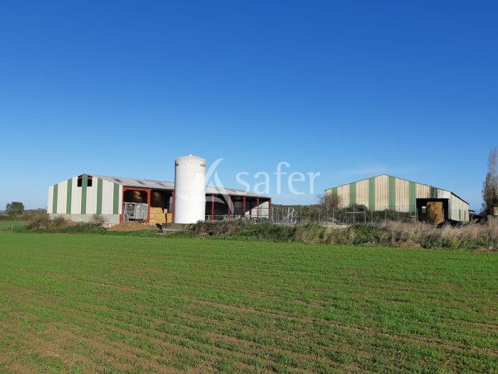 Exploitation laitière à proximité de Cholet