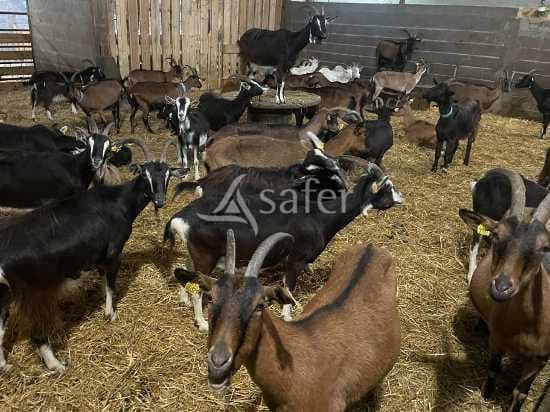 Ferme caprine laitière avec transformation fromagère