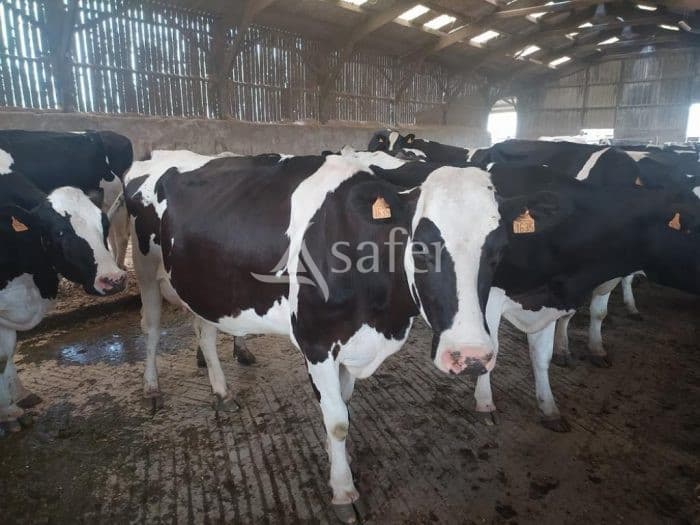 Exploitation laitière fonctionnelle et bien structurée