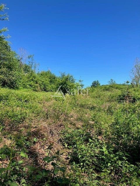 plantation de sapin de noël