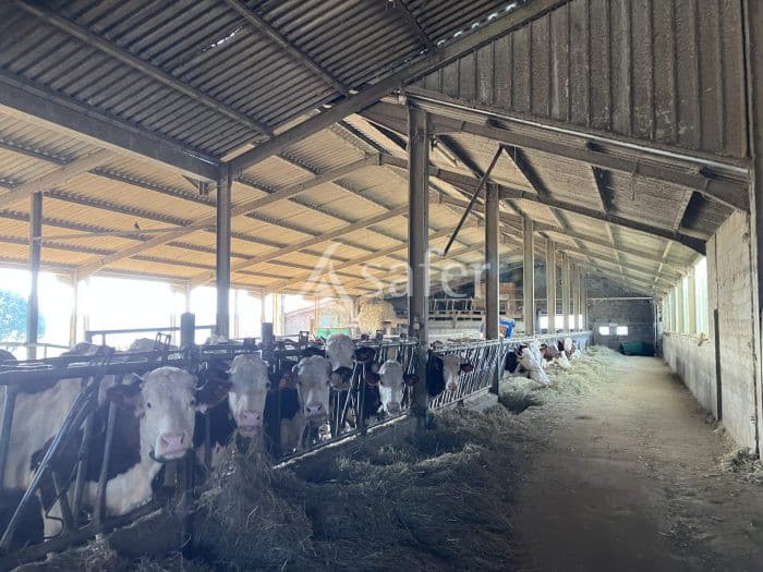 Exploitation laitière AOP comté