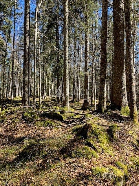 Futaie jardinée du Haut Jura