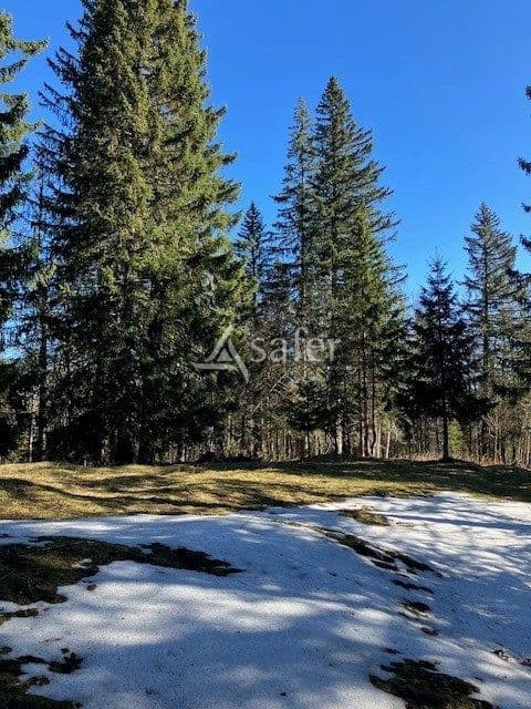 Futaie résineuse et pâture